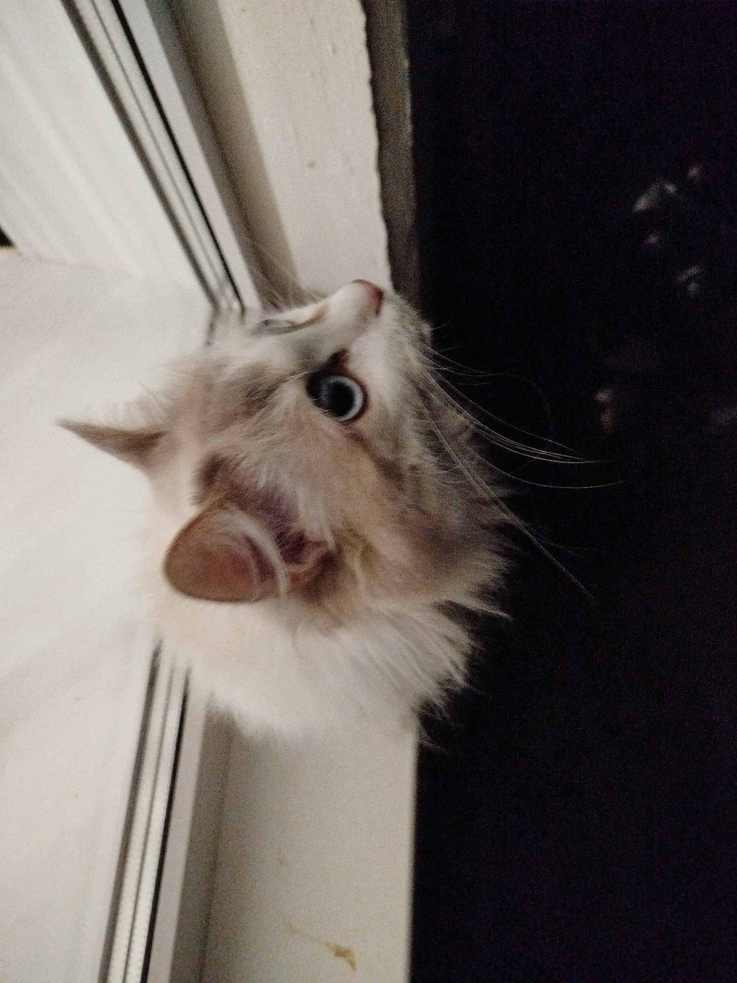 A fluffy, white and grey cat with striking blue eyes peers out from an opening. The cat's head is tilted, and its gaze is directed upwards and to the right. The background to the left is a light-colored, possibly white, surface with vertical lines, suggesting a doorway or window frame. To the right, the background is a dark, textured surface, possibly a wall or curtain. The lighting appears to be dim, with the cat's face illuminated from the front. The image is taken from a low angle, looking up at the cat.