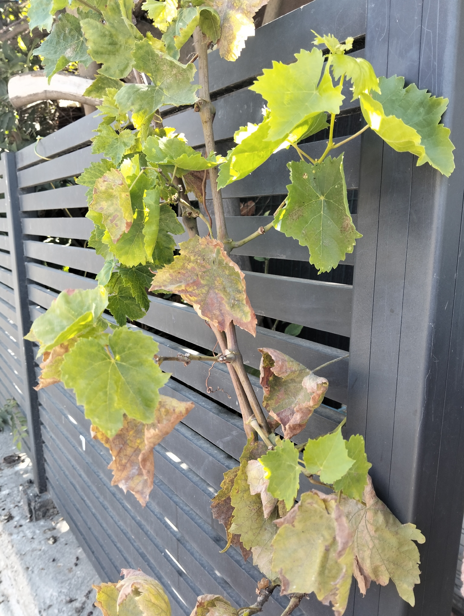 A close-up, eye-level shot captures a grapevine growing on a dark gray, slatted fence. The fence runs horizontally across the frame, with a portion of a vertical post visible on the right. The grapevine has numerous leaves, some bright green and healthy, while others are yellowing and brown, indicating the onset of autumn or stress. The leaves are distinctly lobed, characteristic of grapevines. The vine itself is thin and woody, with a few tendrils reaching out. The background behind the fence is blurred, but suggests greenery and sunlight, indicating an outdoor setting. The ground in the foreground is visible, appearing to be a mixture of gravel and concrete. The scene is situated in Kiryat Ata, Israel. There are no people or animals present in the image.