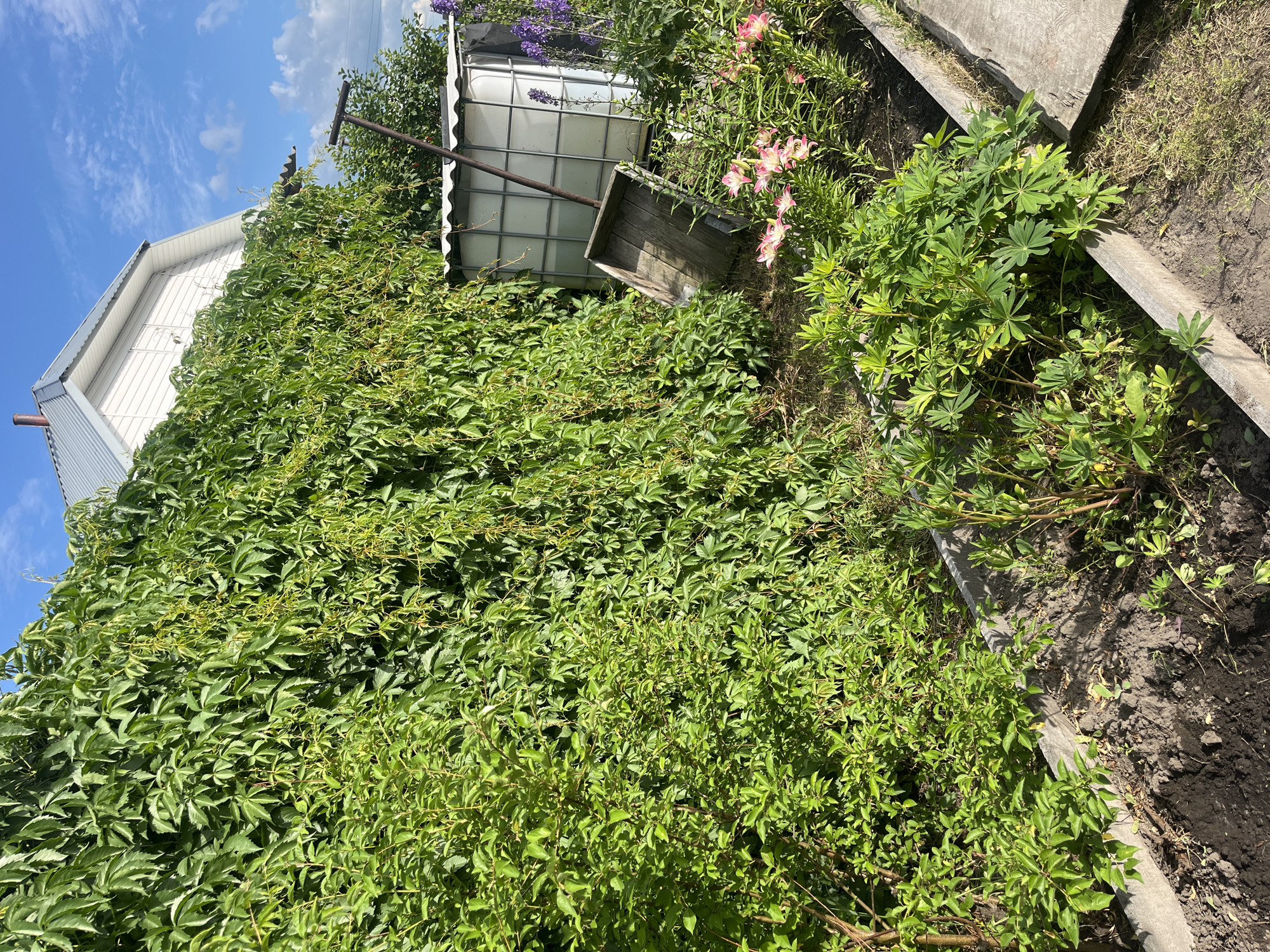 The image depicts an outdoor scene in a backyard setting, likely in Kovriga, Russia, under a clear blue sky with wispy clouds, suggesting a sunny day. The foreground is dominated by lush, green foliage, with a large, dense vine covering much of the left side of the frame and extending across a white-sided building.
In the middle ground, various objects are visible amidst the greenery. There is a large, white IBC tote, a common type of bulk liquid container, positioned behind the foliage. Next to it, a weathered wooden wheelbarrow lies on its side, its handle extending upwards. Behind the IBC tote and wheelbarrow, a cluster of pink lilies are in bloom, adding a touch of color to the scene. Further back, on the right side of the image, a raised garden bed is delineated by concrete borders, with dark soil and some dry grass visible within it. Another area of vibrant green plants, possibly lupine, grows along the concrete edge of this garden bed.
The overall impression is one of a somewhat overgrown but functional garden area. The presence of the building, IBC tote, and garden beds suggests a residential or possibly a small-scale agricultural context. The time of day is likely midday or early afternoon, given the bright sunlight casting shadows. There is no visible text in the image.