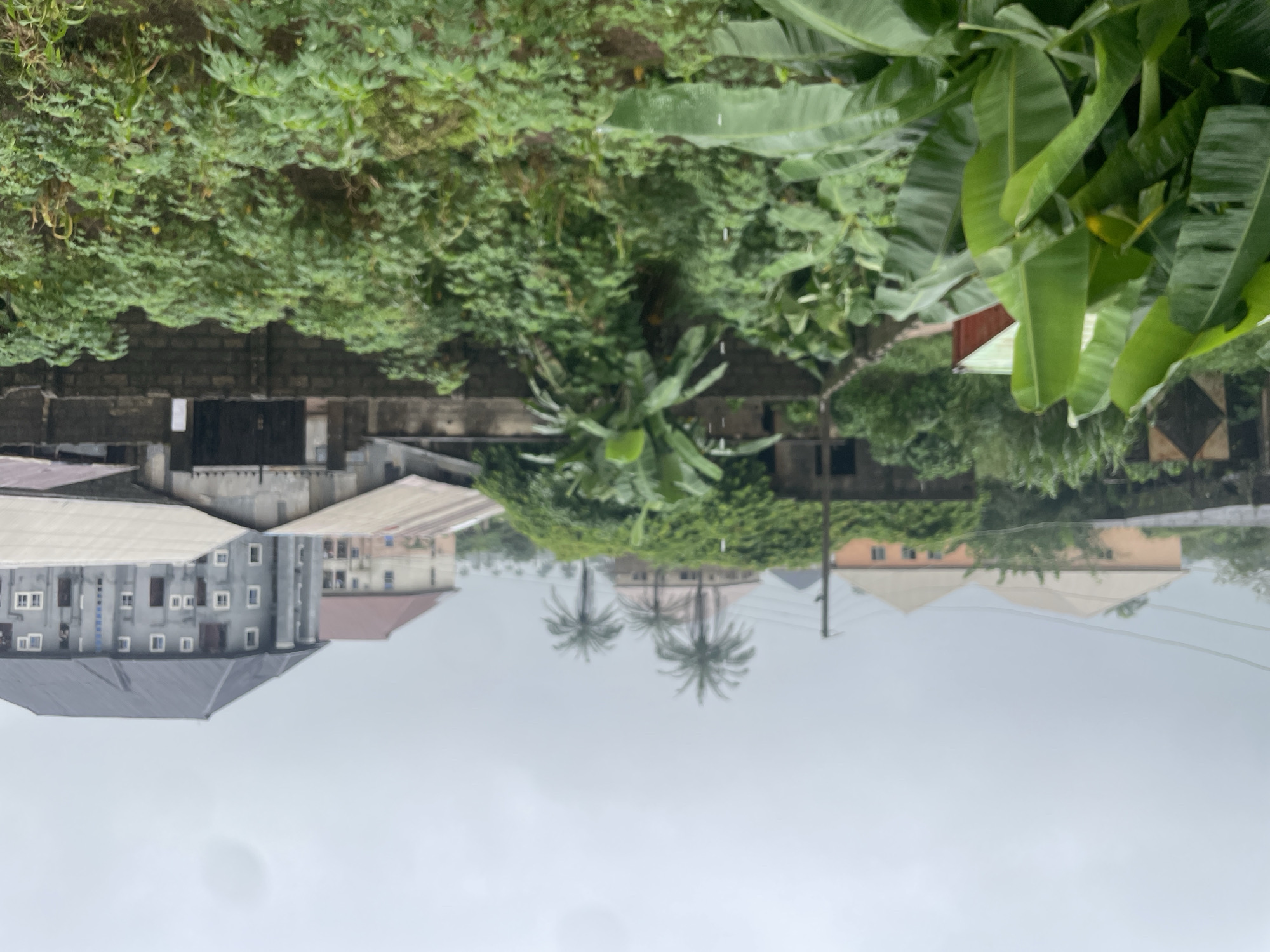 The image depicts a street scene in Ihiagwa, Nigeria, under an overcast sky, suggesting a cloudy or rainy day. In the foreground, lush green banana plants with large leaves dominate the left side, some showing signs of water droplets. Behind the banana plants, dense vegetation and smaller leafy plants cover the ground.
A low, dark brick wall runs horizontally across the mid-ground, separating the foreground vegetation from the structures beyond. Through gaps in the vegetation and over the wall, various buildings are visible. To the left of the wall, a red-roofed structure is partially obscured by greenery. Further back, a large, flat-roofed, orange building with many windows is visible, flanked by trees.
In the center of the mid-ground, three palm trees stand tall above a mound of dense green foliage that covers a building. To the right of the palm trees, a multi-story, modern building with a dark grey, pitched roof is prominent. This building features numerous rectangular windows and has a columned facade on its right side. Adjacent to this, to the left and behind it, is another building with a lighter colored facade and a reddish-brown roof.
In the background, several other buildings with pitched roofs can be seen, interspersed with trees and vegetation, extending into the distance under the pale sky. Utility poles and wires are also visible, indicating the presence of infrastructure. The overall impression is of a densely vegetated urban or semi-urban environment in Nigeria.