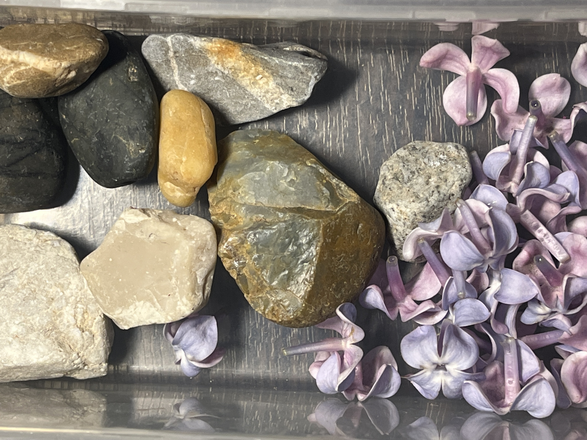 The image depicts a collection of rocks and lilac blossoms arranged in a clear plastic container. The rocks vary in color, size, and texture, ranging from smooth, dark stones to rough, light-colored ones. The lilac blossoms are predominantly lavender in color, with some exhibiting a pinkish hue. The scene is indoors, and the background appears to be a dark, wood-grain surface. The container is placed on a reflective surface. There is no indication of the image being located in Saint Petersburg, Russia.