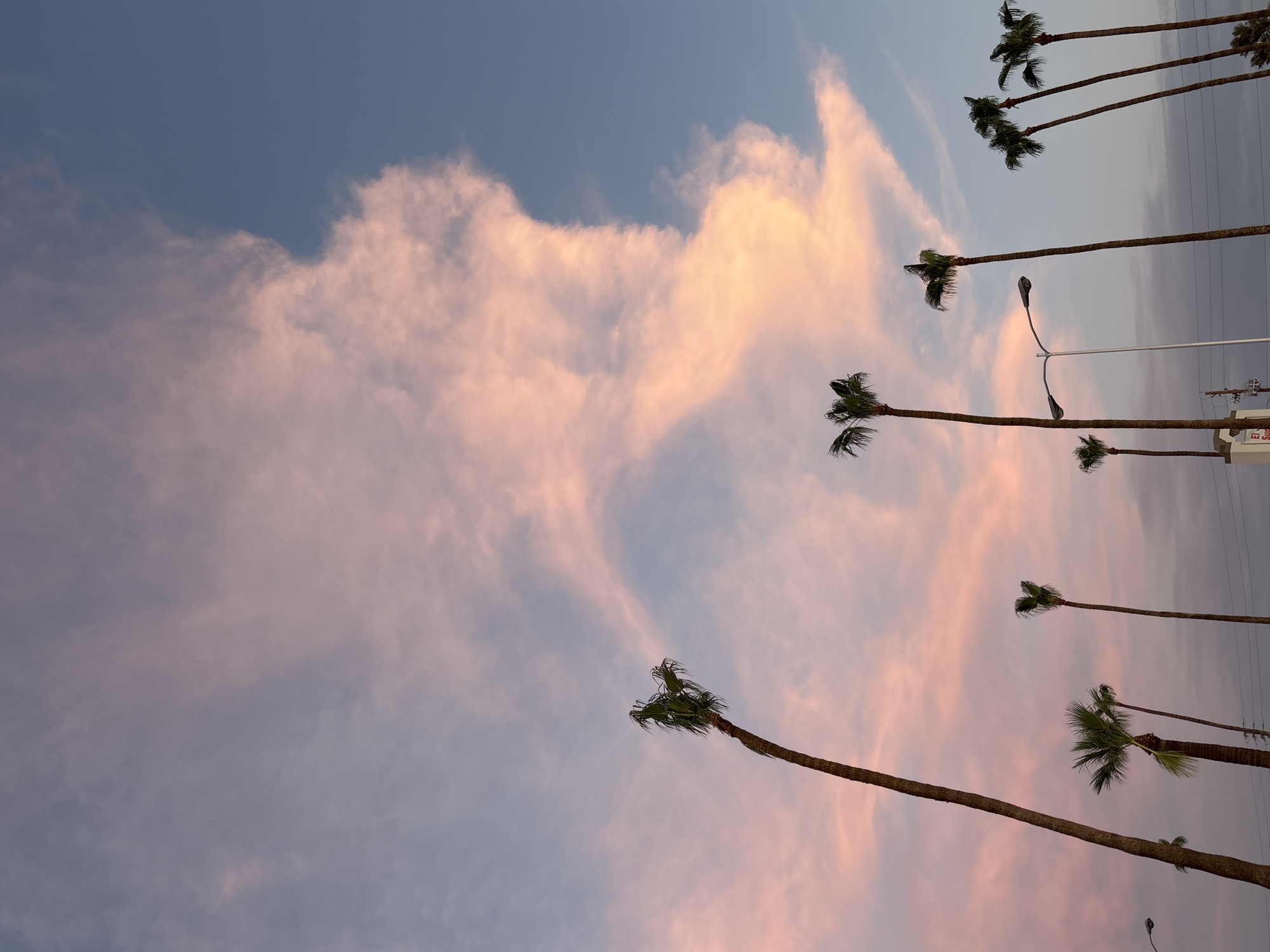The image captures a sky filled with wispy, pink-hued clouds against a gradient of blue. Several tall palm trees are silhouetted against the sky, their fronds appearing dark green. The palm trees are arranged in a diagonal line, with some closer to the foreground and others further in the distance. A street light with two lamps is also visible, positioned between some of the palm trees. In the background, there are subtle hints of power lines and a building. The lighting suggests it is either sunrise or sunset, creating a warm and serene atmosphere. There is no visible text in the image. The scene is likely set in a warm climate, possibly in a suburban or urban area given the presence of the street light and building. The overall impression is one of tranquility and natural beauty at dusk or dawn.