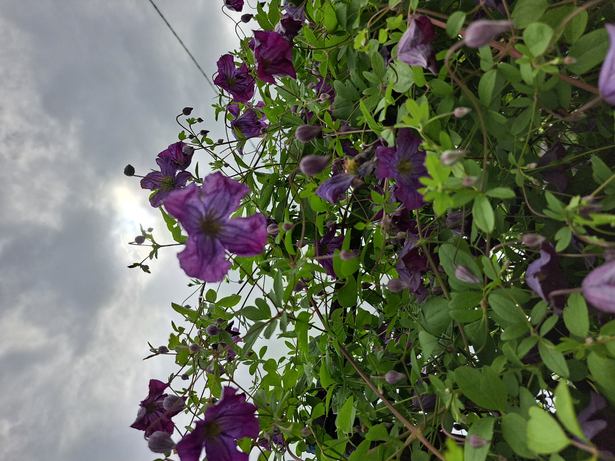 This is a low-angle, full shot image of a dense climbing plant with vibrant purple clematis flowers and green leaves, set against a cloudy sky. The sun is partially obscured by the clouds, creating a diffused light. Several clematis flowers are in bloom, with delicate petals and intricate patterns. Others are still in bud, appearing as small, elongated purple spheres. The leaves are lush and varied in shape and size, contributing to the overall lushness of the foliage. The plant appears to be growing on a trellis or fence, as suggested by the presence of a thin wire running horizontally across the upper right portion of the frame. The image was taken outdoors in what appears to be a garden or park setting. There are no people or animals visible in the frame. The scene conveys a sense of natural beauty and the freshness of a blooming garden, possibly experienced during or after a light rain given the slightly muted tones of the foliage.