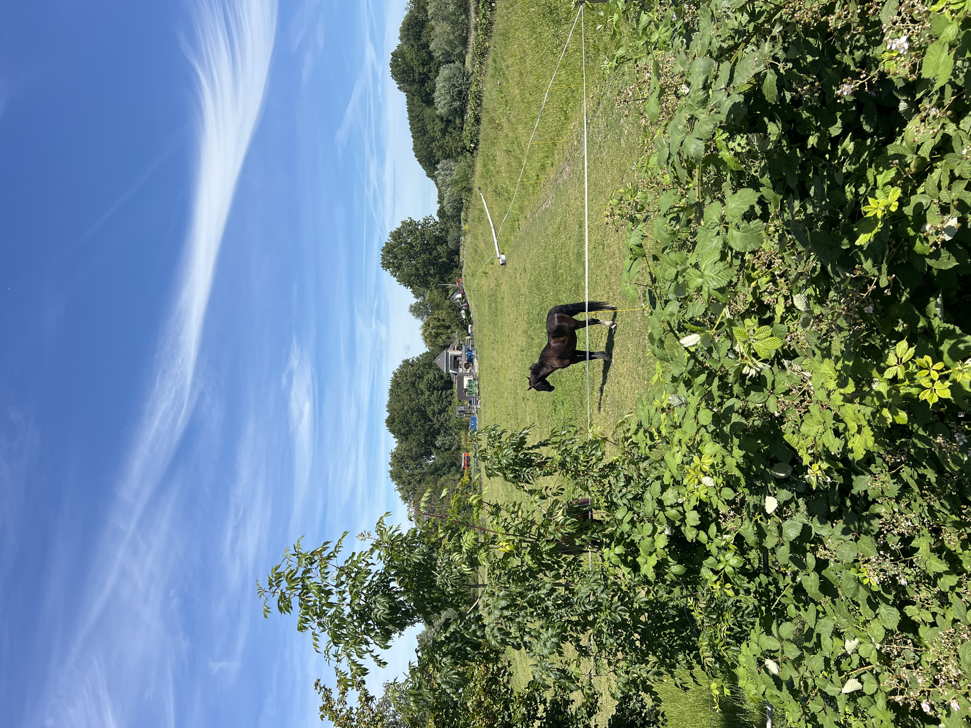 A horse stands in a green pasture with a bright blue sky and wispy clouds above. The pasture is bordered by a white electric fence. In the background, trees and some buildings are visible. The foreground is filled with lush green foliage and some white wildflowers. The scene appears to be a rural area near Delft, Netherlands, likely a farm or stable. There are no people or visible actions taking place, only the static presence of the horse and the natural environment.