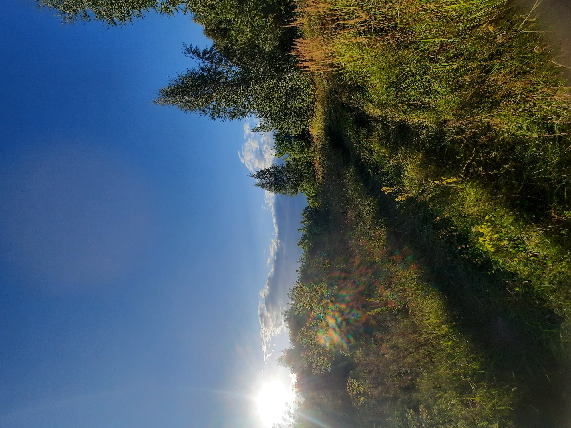 The image depicts a sunlit landscape with a clear blue sky and scattered clouds. The sun, positioned on the left, casts a bright glare and lens flares across the scene. The foreground is dominated by lush green grass and vegetation, with some dry reeds or tall grasses visible on the right side. A path or uneven terrain slopes upwards from the foreground towards a line of trees and shrubs that form a dense natural border. In the background, various trees, including some with white bark that may be birch trees, rise against the sky. The overall scene suggests an outdoor natural environment, possibly a meadow or a clearing at the edge of a wooded area. The specific location within the city of Шклоў, Belarus, is not identifiable from the visual information presented in the image alone. There are no people or animals visible, nor any specific man-made structures.