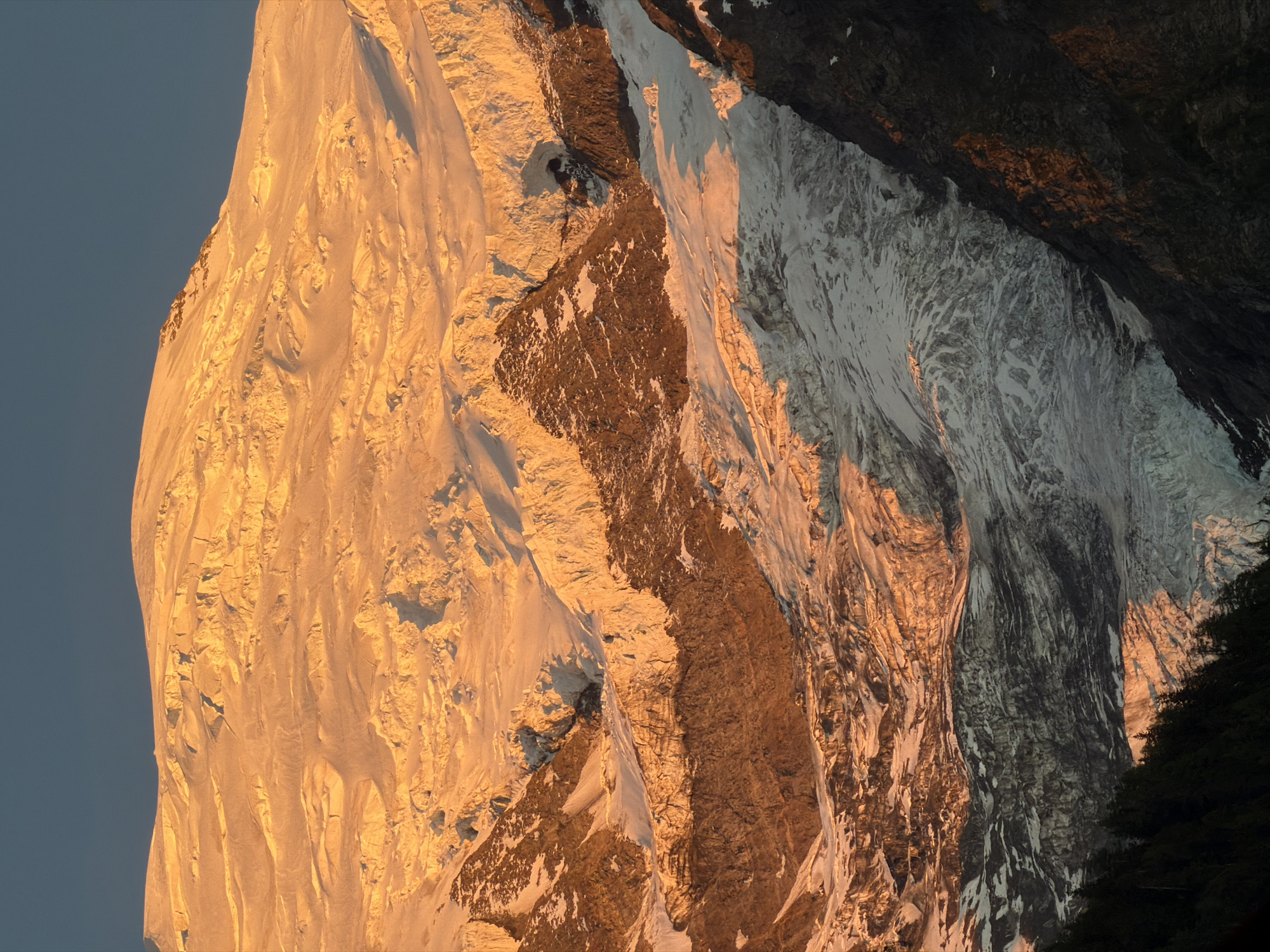 This image depicts a majestic mountain peak, likely Mont Blanc, bathed in the warm, golden light of either sunrise or sunset. The snow-covered slopes are dramatically textured with deep crevasses and rugged ice formations, creating a dynamic interplay of light and shadow. Dark, rocky outcrops punctuate the white expanse, adding depth and contrast. In the foreground, a dense, dark green forest of coniferous trees lines the lower slopes, providing a stark contrast to the bright, icy heights. The sky above is a deep, unblemished blue, transitioning to the warm hues of the setting or rising sun on the mountain. The scene evokes a sense of remote wilderness and the imposing beauty of high-altitude landscapes. This view is characteristic of the panoramas seen from the valley of Chamonix-Mont-Blanc, France, a renowned destination for mountaineering and alpine tourism.