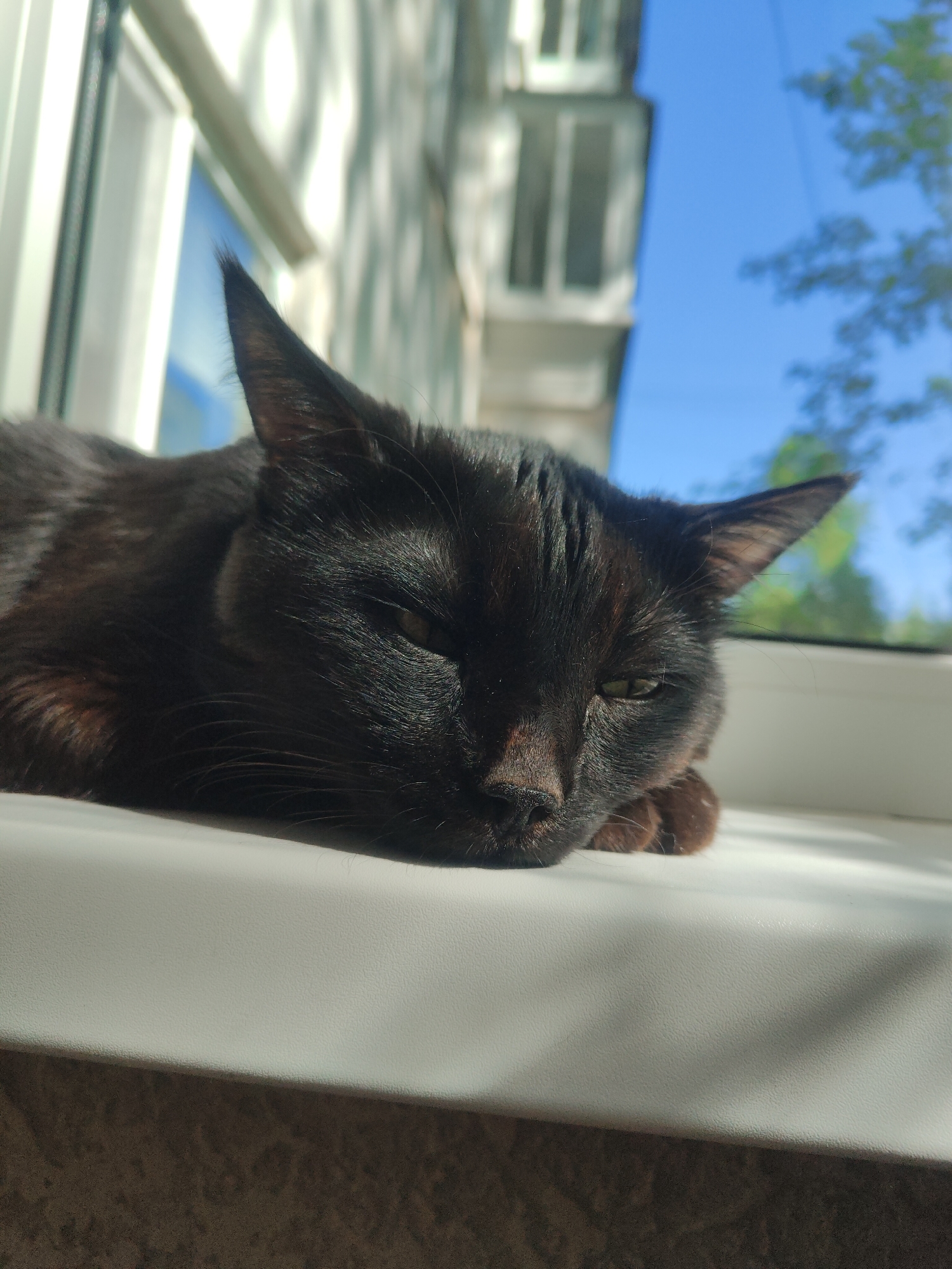 A black cat is lying on a white windowsill. The sun is shining through the window, and the cat appears to be relaxed, with its eyes partially closed. Outside the window, a building and trees are visible against a blue sky. Based on the available information, the location is Chaikovsky, Russia.