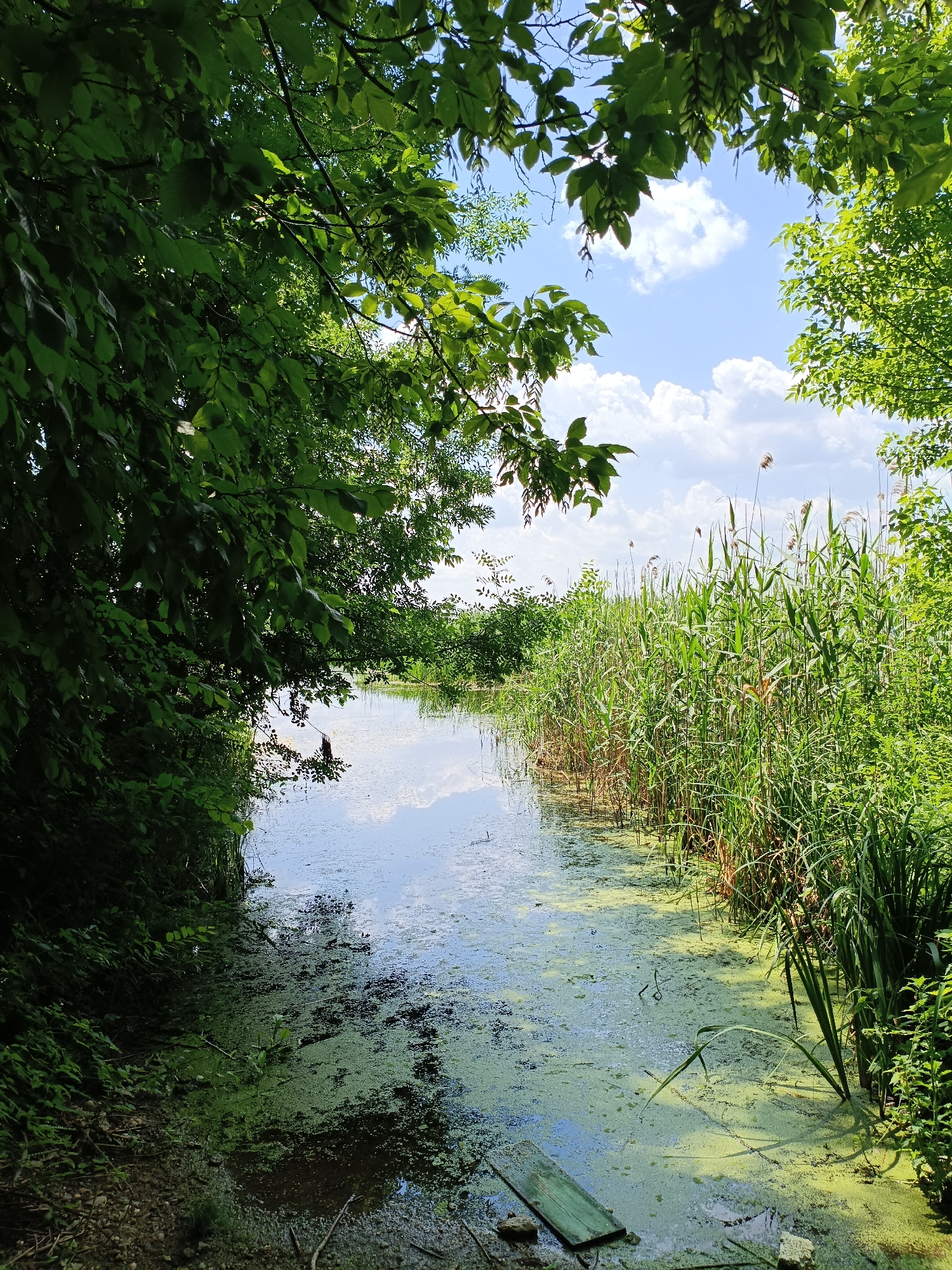 The image depicts a narrow, calm body of water flowing through a lush, green natural environment, likely a wetland or marshland, characteristic of the Comana Natural Park in Romania. Overhanging trees with dense green foliage frame the left side of the scene, casting shadows on the water's edge. The water itself is partially covered with a layer of green algae, with patches of clear water reflecting the bright blue sky dotted with white clouds. On the right side of the water, tall, green reeds and cattails grow densely, lining the bank. A few dry stalks of reeds are also visible amongst the green ones. In the foreground of the water, a weathered, light-colored wooden plank rests partially submerged. The overall scene is one of tranquil, natural beauty, typical of a secluded area within a protected park. There are no people or animals visible in the image.