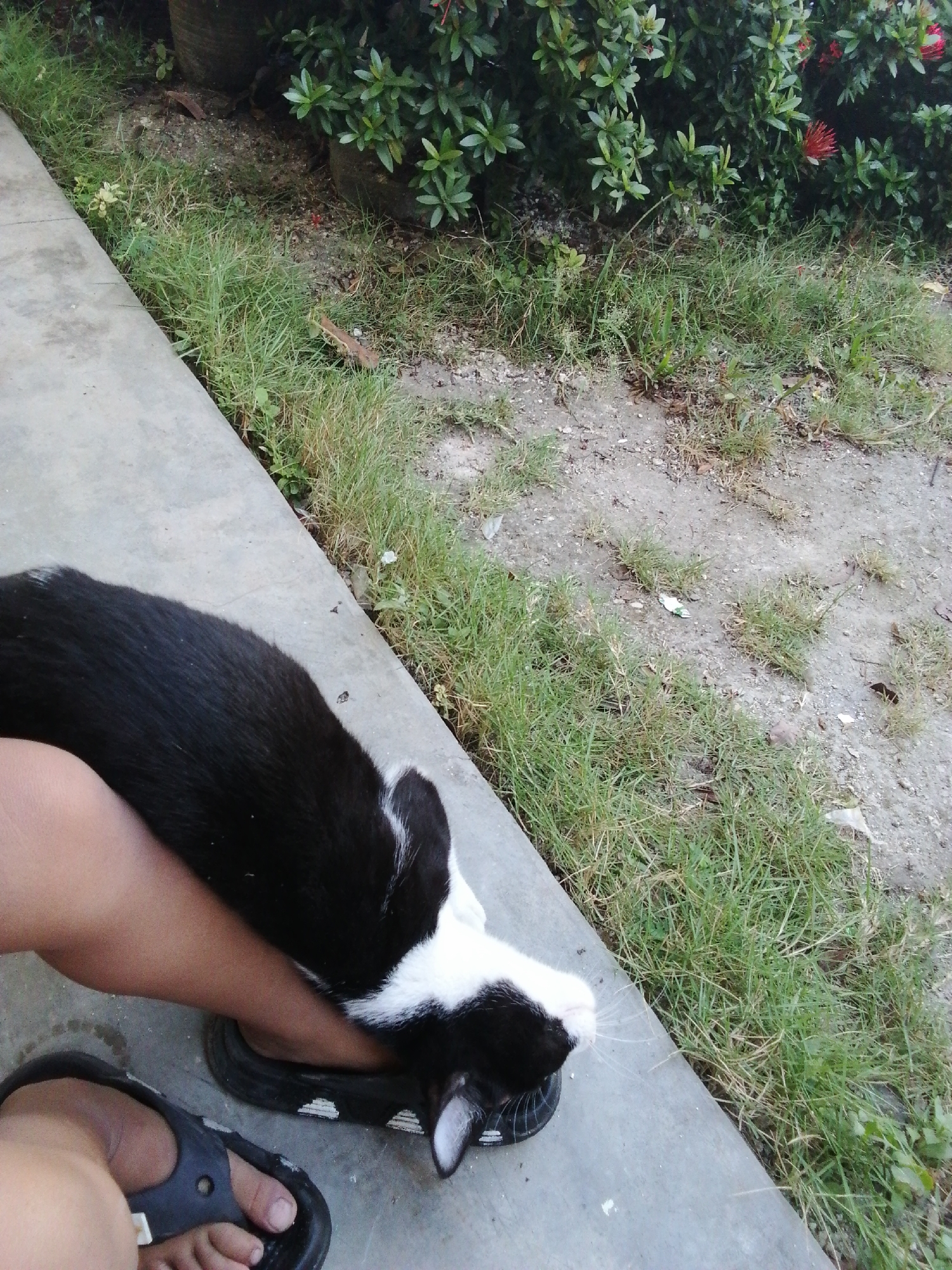 A black and white cat lies on a person's leg, which is propped on a black sandal. The person is wearing a black sandal on their right foot. The scene is outdoors, next to a concrete walkway, with grass and plants visible in the background. The environment appears to be a residential area.