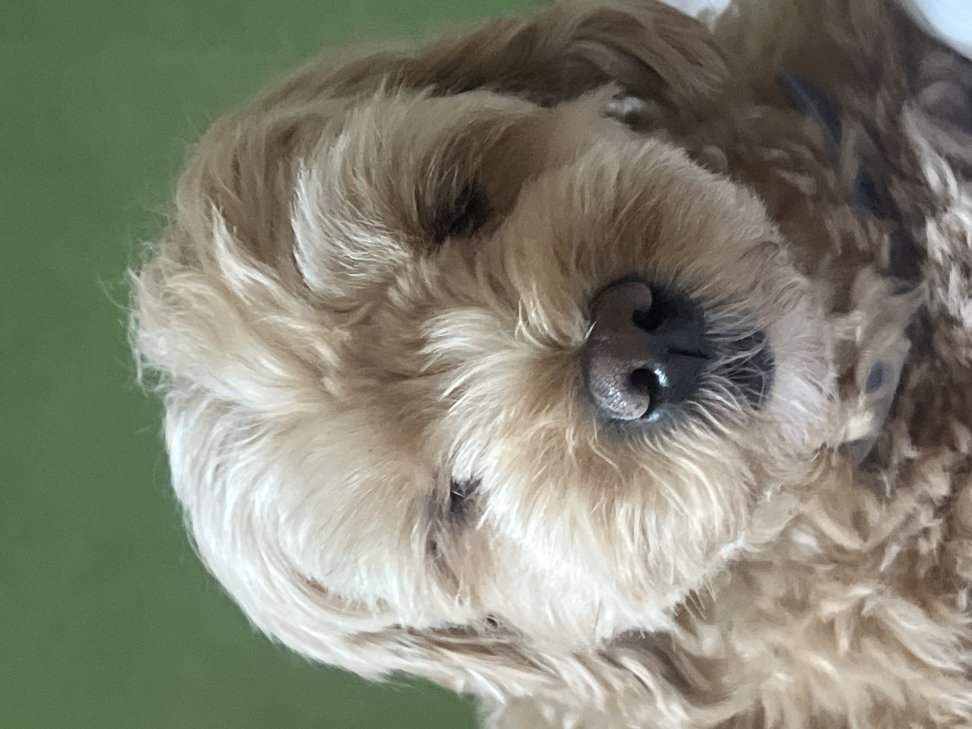 A close-up, head-on, vertical shot captures a light brown dog with its eyes partially closed, set against a blurred green background. The dog's fur is curly and tousled, with strands of lighter hair around its face and head. Its dark, wet nose is prominent in the center of the frame, with a slight hint of its mouth and chin visible below. The dog appears to be resting or relaxed, with a soft expression.