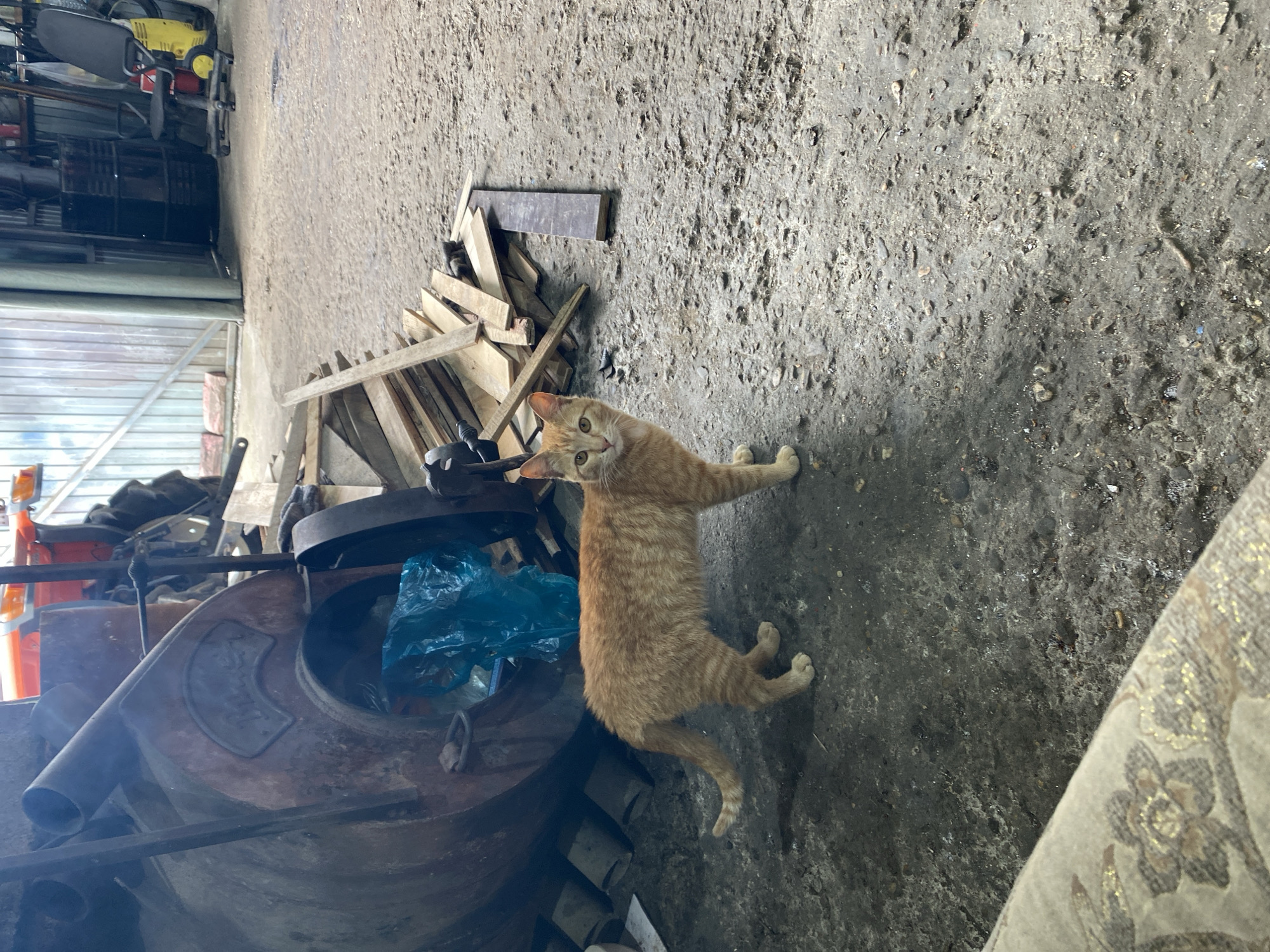 An orange tabby cat stands on a rough concrete floor, looking at the camera. In the background is a cluttered industrial area with machinery, a stack of wooden planks, and a glimpse of a building with a roll-up door. The location is difficult to ascertain to Neftyanik, Russia, but the scene suggests a workshop or storage area.