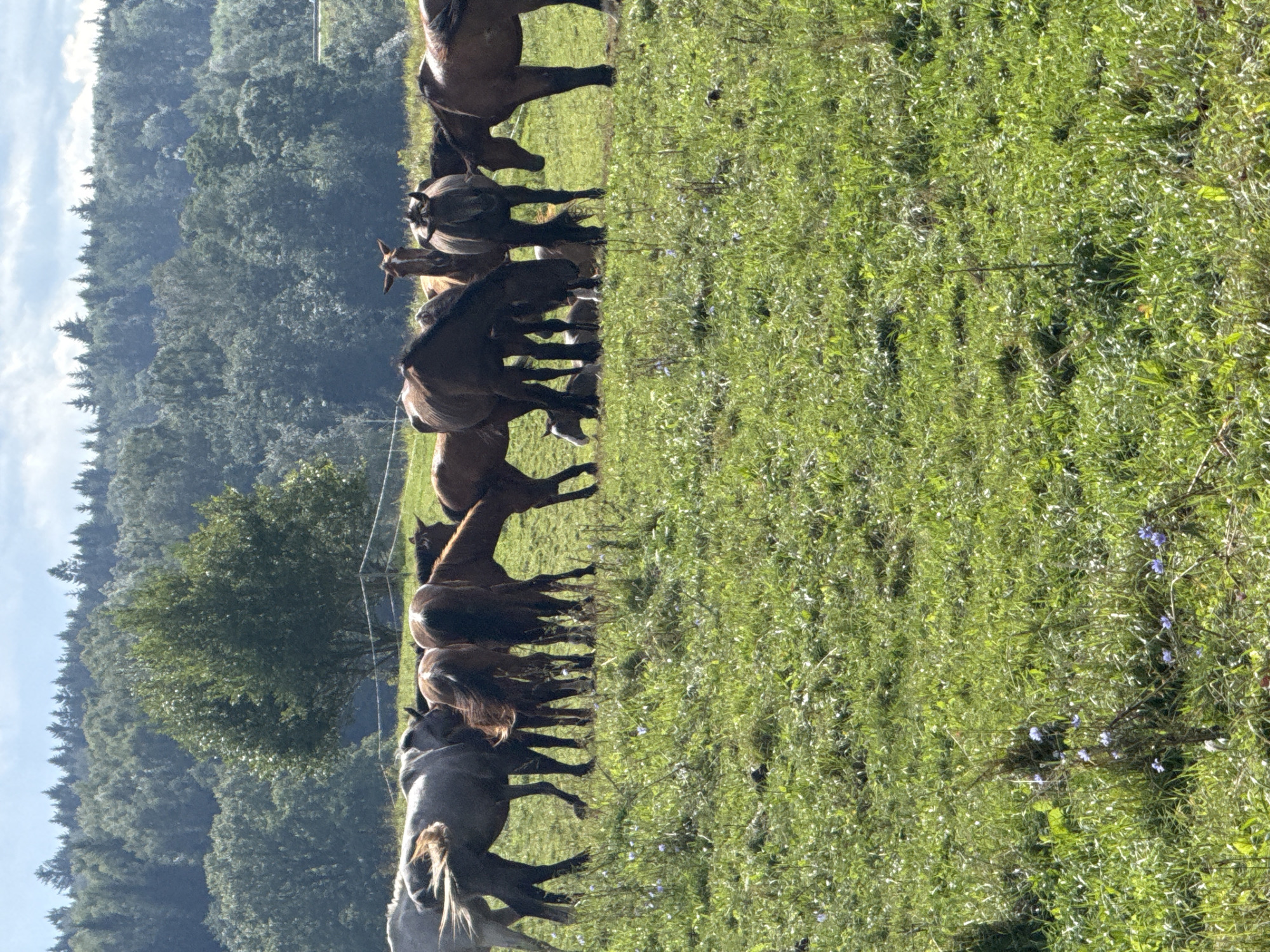This is an eye-level, outdoor, medium shot of a herd of horses in a grassy field with a forest in the background. The horses are of various brown and gray hues and appear to be on a farm in Riešė, Lithuania, as indicated by the surrounding greenery and trees. The field is covered in lush green grass with scattered small blue wildflowers. The horses are standing close together, some grazing and some interacting with each other. The forest behind them is dense and green, with a mix of deciduous and coniferous trees, and the sky above is partly cloudy and blue. The scene is serene and pastoral, evoking a sense of natural beauty and tranquility.