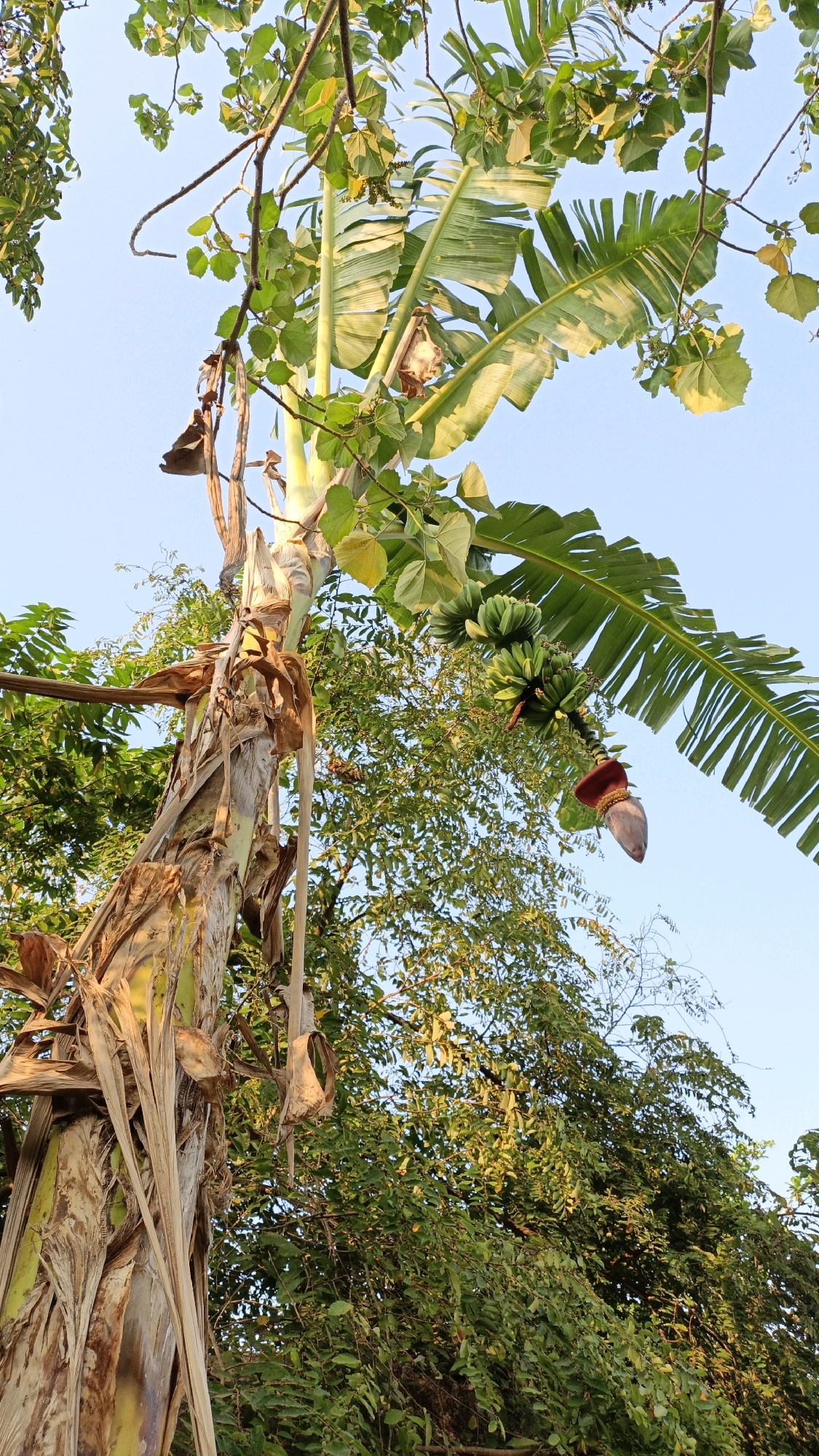 A low-angle medium shot captures a banana tree with a developing bunch of green bananas and a prominent banana blossom hanging from its stalk. The trunk of the banana tree, with its characteristic fibrous texture, is visible on the left side of the frame. Large, green banana leaves fan out from the top of the tree, some catching the sunlight. The background is filled with lush green foliage of other trees and a clear, light blue sky. The scene appears to be set outdoors, likely in a tropical or subtropical environment. No people or animals are present. The image was taken in Cikal, Indonesia.