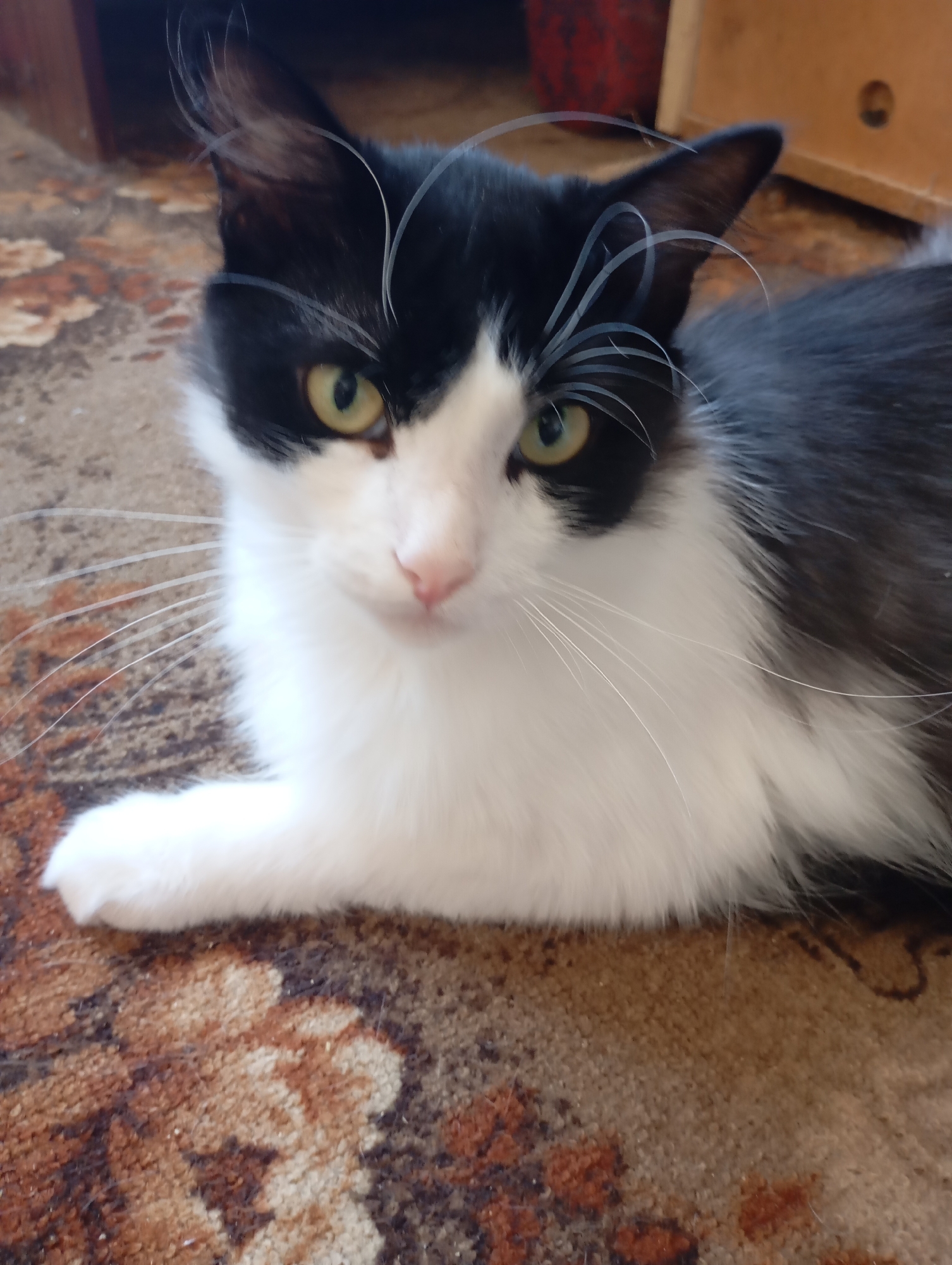 A black and white cat with bright green eyes is lying on a patterned rug. The cat's fur is fluffy, with prominent white whiskers and tufts of hair sticking up from its ears. The cat is looking directly at the camera with a neutral expression. The background is blurred, showing what appears to be a wooden structure and a hint of a red object. The overall scene suggests an indoor setting.