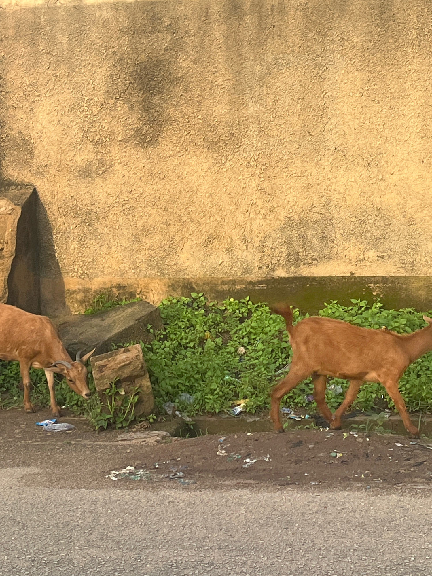 The image depicts a street scene in Jos, Nigeria, featuring two brown goats foraging near a textured, tan-colored wall and a patch of green vegetation. The goat on the left, partially visible, has small horns and is bending its head down, seemingly grazing. The goat on the right is in profile, walking to the right, with its tail raised. The ground is a mix of dirt and asphalt, with scattered debris and plastic waste present in the vegetated area and on the roadside. Large rocks are visible near the wall, creating shadows that fall on the wall and ground. The overall environment suggests an urban or peri-urban setting with a noticeable presence of litter.