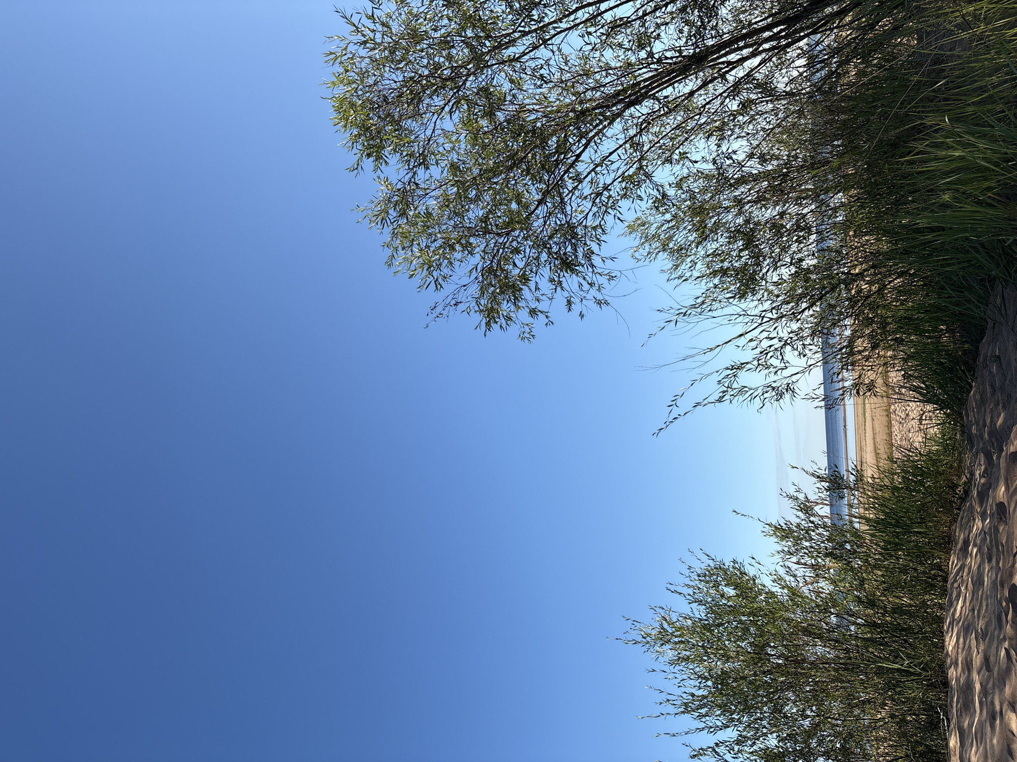 The image shows a clear blue sky over a sandy beach with vegetation. In the foreground, there is a sandy dune with shadows cast on it. To the left and right, there are dense clusters of green grass and thin, leafy branches of trees, some of which extend into the frame from the right side, obscuring part of the view. Through the gaps in the vegetation, a tranquil body of water, likely the Gulf of Finland, is visible in the distance, with a sandy shoreline and a faint horizon line. The scene suggests a peaceful, natural environment, consistent with the coastal landscape of Kokkorevo, Russia, a settlement located on the Karelian Isthmus by the Gulf of Finland. There are no people or animals visible in the image.