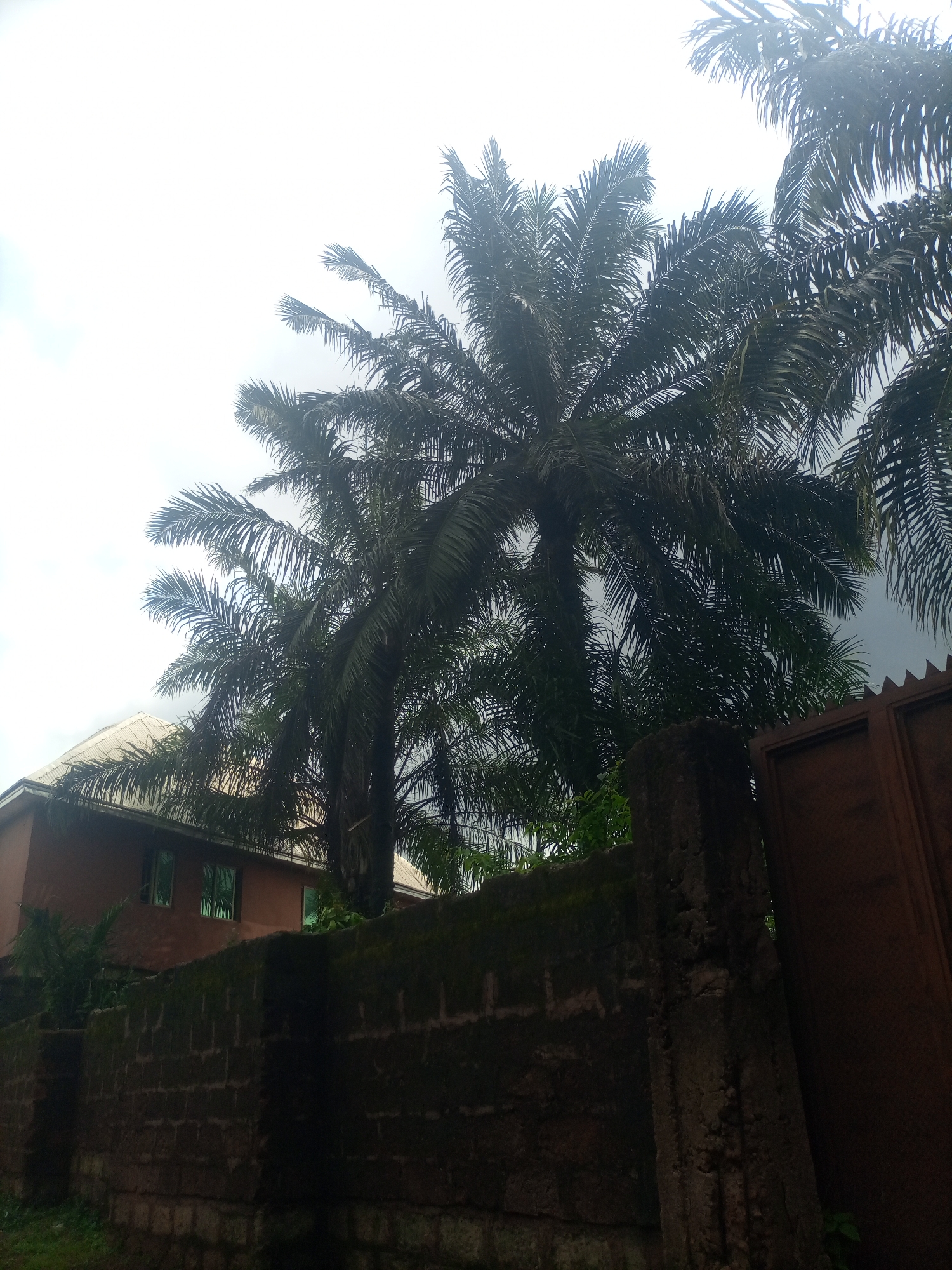 A low-angle, full shot captures an overcast sky above several mature palm trees in Nkpor, Nigeria. The palm trees, with their dense fronds, dominate the upper portion of the frame, obscuring much of the sky. Below the trees, a section of a two-story building with a corrugated metal roof is visible. The building's facade is a reddish-brown color, and it features two rectangular windows on the upper floor. In the foreground, a low, dark brick wall runs horizontally across the lower part of the image. The wall is covered in patches of green moss and vegetation, suggesting it is weathered and aged. To the right of the wall, a tall, dark, rusty metal gate is partially visible, with a portion of a thick, rough-textured stone post positioned in front of it. The ground in front of the wall appears to be covered with some sparse, dark green vegetation. The overall scene is one of natural elements intermingled with man-made structures in an outdoor urban setting.