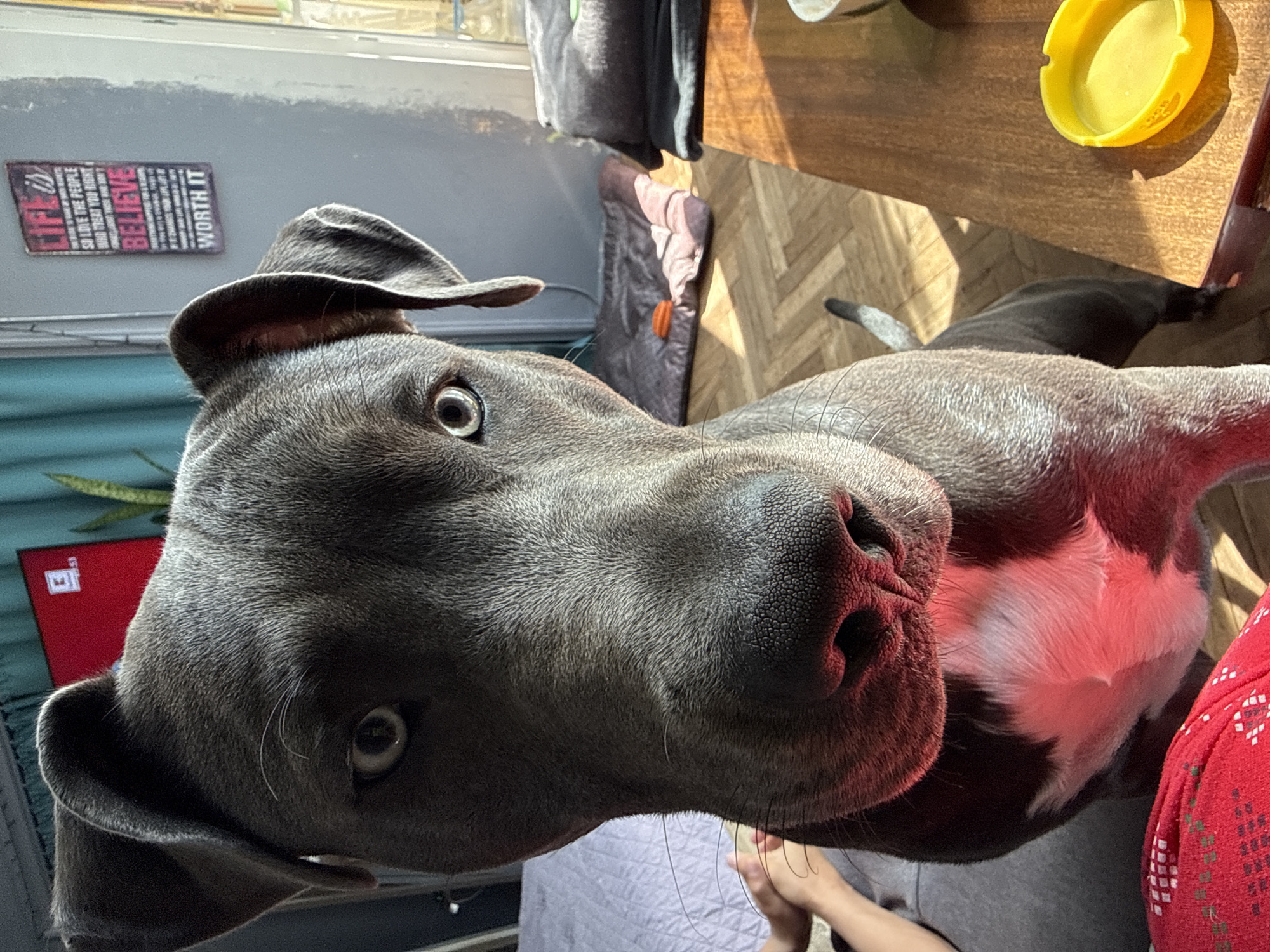 A close-up, low-angle shot features a gray pit bull-type dog with a large, wet black nose and attentive eyes. The dog's fur is mostly gray, with a patch of white on its chest. The background includes a window with a partially visible curtain, a wall with a motivational sign ("Life is short so love the people who treat you right, and forget the ones who don't believe you are worth it"), a red television screen, and a wooden table with a yellow ashtray. The person taking the picture is holding the dogs head.
Due to the lack of distinctive architectural features or landmarks, it is impossible to determine if the photograph was taken in Varna, Bulgaria, or to specify a specific location within Varna.