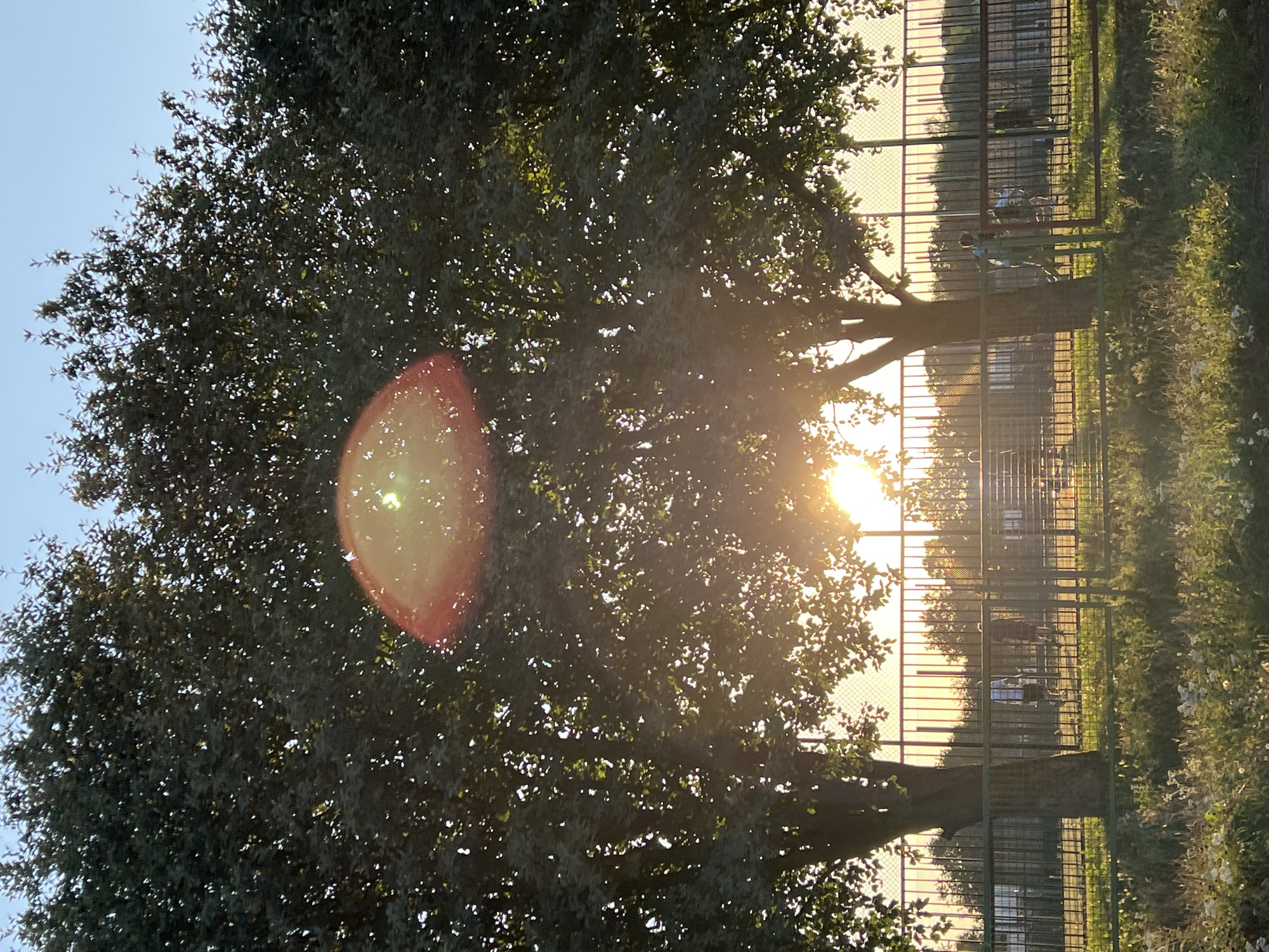 An outdoor scene captures two mature trees with dense foliage against a clear sky. Sunlight streams through the leaves, creating lens flare effects and illuminating the scene. In the background, a chain-link fence encloses an area with a few individuals visible. The ground in the foreground is covered with grass and wildflowers. The setting appears to be a park or recreational area. The specific location within the city of Lublin, Poland, is a sports field or court. One person, wearing a light-colored shirt and dark shorts, is seen running. Another individual, wearing a dark shirt and light-colored shorts, is also visible. The overall lighting suggests it is late afternoon or early evening.