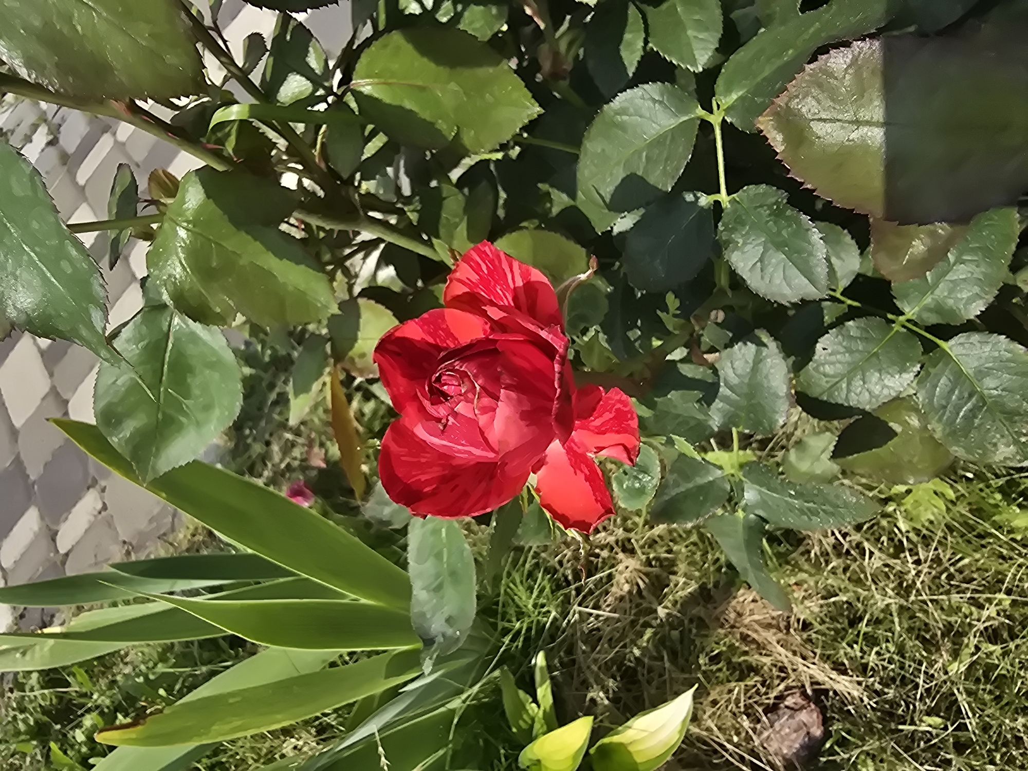 The image shows a close-up of a red rose in bloom, with striped red and pink petals, surrounded by green leaves and stems. In the background, there are tall, pointed green leaves of another plant, dry grass and soil, and a paved walkway with light-colored stones. The scene is outdoors, likely in a garden setting. The lighting suggests it is daytime. The location is identified as Sofiivska Borshchahivka, Ukraine. There are no people or animals visible in the image.
