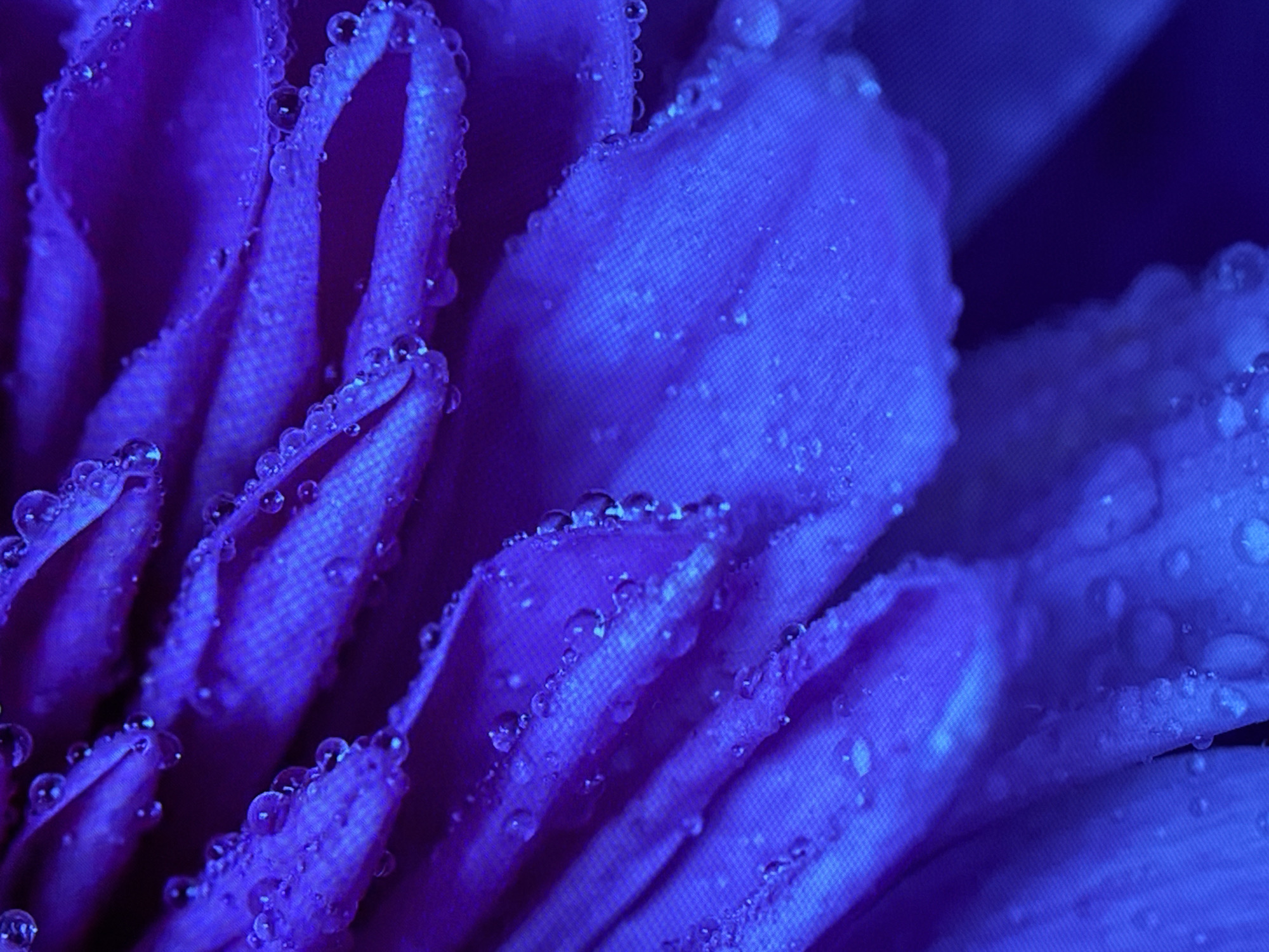 This image is a detailed, macro photograph focusing on the petals of a flower, saturated in deep blue and purple hues. Numerous small, translucent water droplets adhere to the surfaces and edges of the petals, reflecting light and creating tiny, bright highlights. The petals exhibit a textured, almost fabric-like quality with subtle folds and undulations, capturing varying intensities of light and shadow that define their form. The composition is tight, with the background blurred, emphasizing the intricate details of the flower's surface and the crystalline appearance of the droplets. There are no people, objects, or environmental indicators of an urban setting or specific geographical location visible within the frame, and therefore no discernible connection to the city of Apostadero, Venezuela.