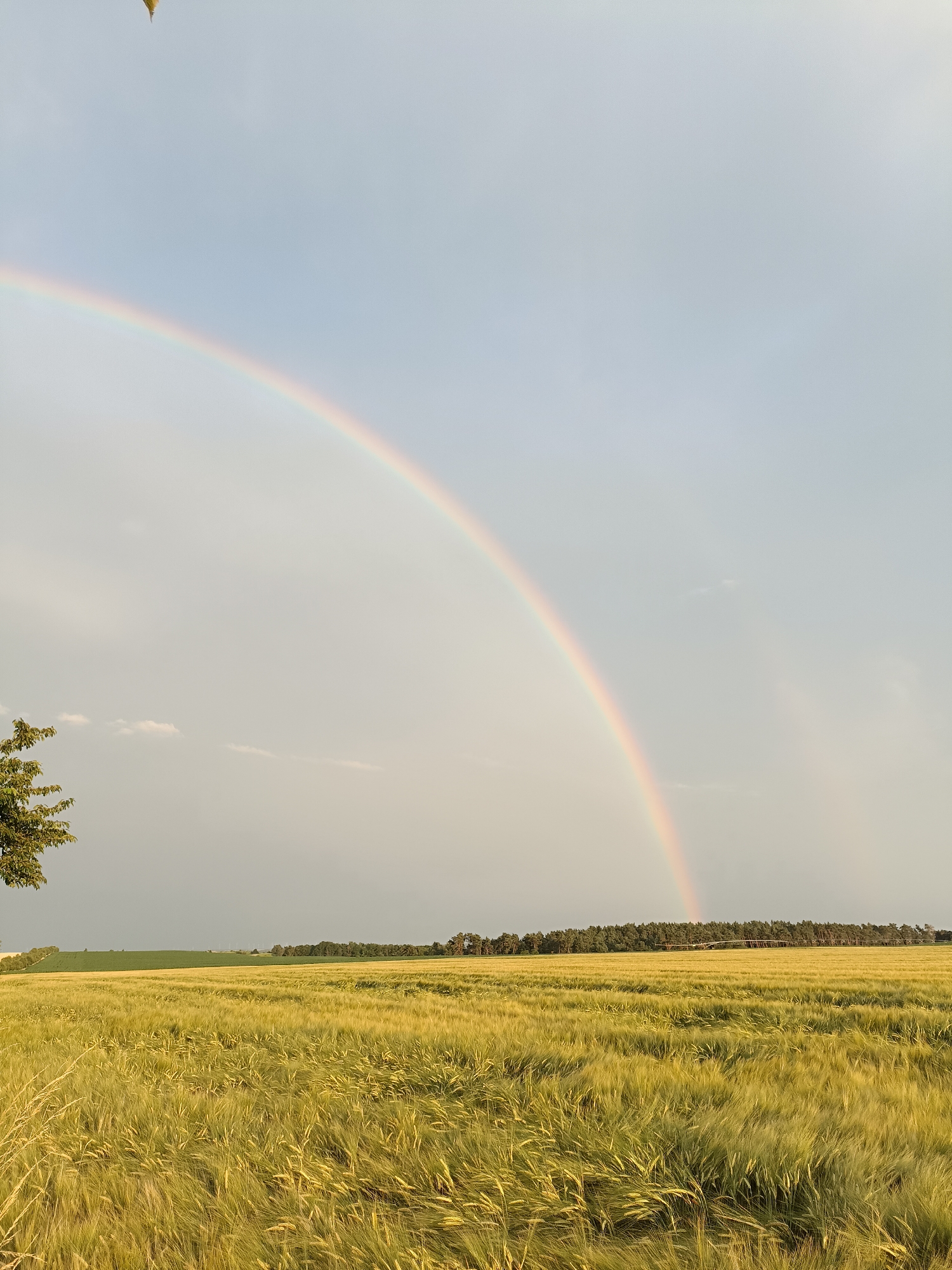 This media file captures a scenic view of a double rainbow arcing across a cloudy sky over a vast field of golden wheat or barley. The sun is likely low in the sky, possibly late afternoon or early morning, given the soft lighting and the presence of the rainbow. The field is lush and appears to be in its growing season, with the stalks swaying gently.
In the foreground, to the left, the upper branches of a leafy green tree are visible, adding a touch of natural detail to the expansive landscape. In the middle ground, a line of dark green trees forms a distant treeline, breaking the horizon. Beyond the treeline, the sky darkens, hinting at the recent or impending presence of rain, which is characteristic for the formation of rainbows. A few small, wispy clouds are scattered across the sky, particularly on the left side.
The scene evokes a sense of peace and natural beauty. The double rainbow is the most striking element, suggesting a moment of wonder and perhaps hope after a rain shower. The location appears to be rural, consistent with the agricultural setting in Gartz (Oder), Germany. There is no visible text in the image.