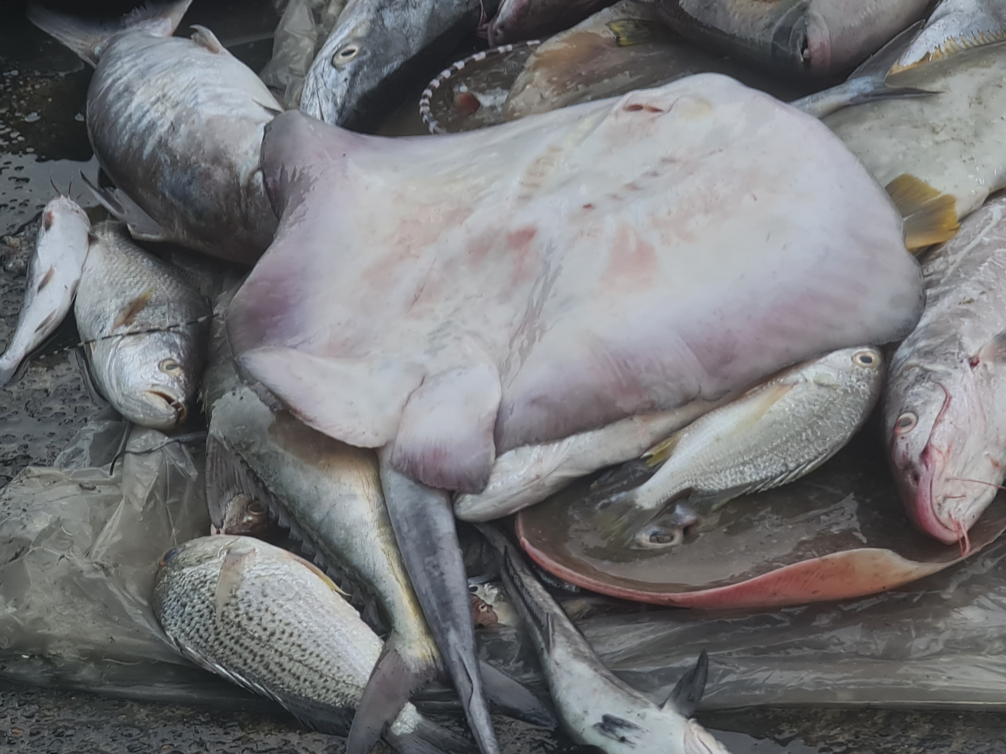 The image shows a pile of fish, including a large ray, laid out on a surface. The fish appear to be freshly caught. A plastic sheet is visible underneath some of the fish. The location is potentially a fish market in Lhokseumawe, Indonesia.