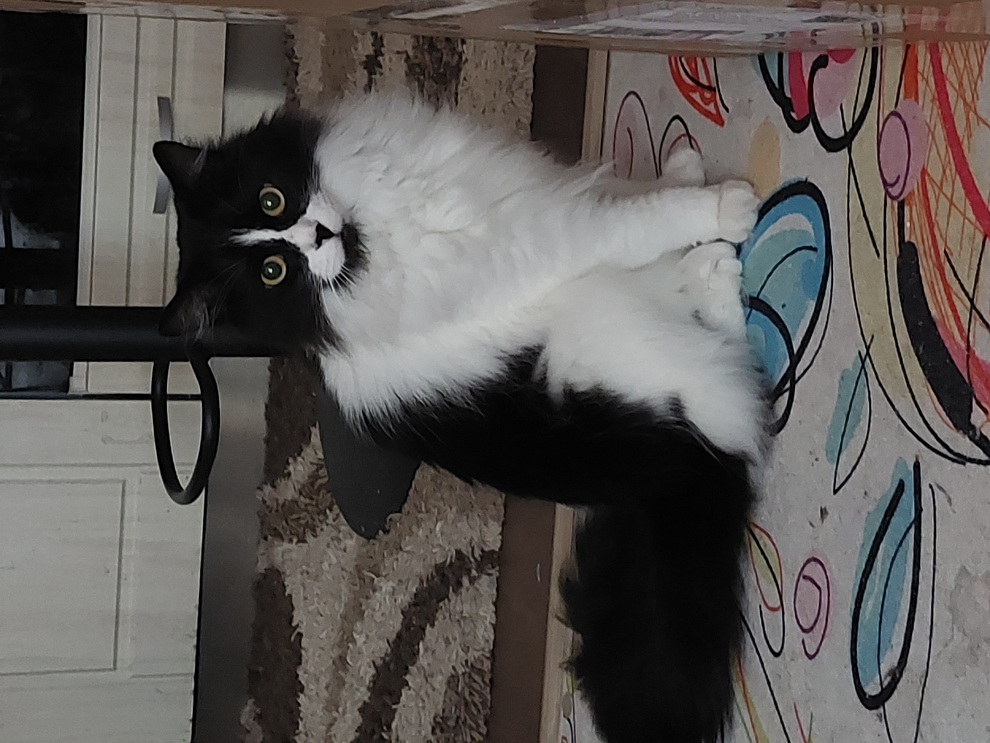A medium shot depicts a black and white cat sitting on the floor. The cat has green eyes and is looking at the camera. It is positioned between a metal chair and a carpet. The background consists of a door and two different rugs. The location of this image is unknown.