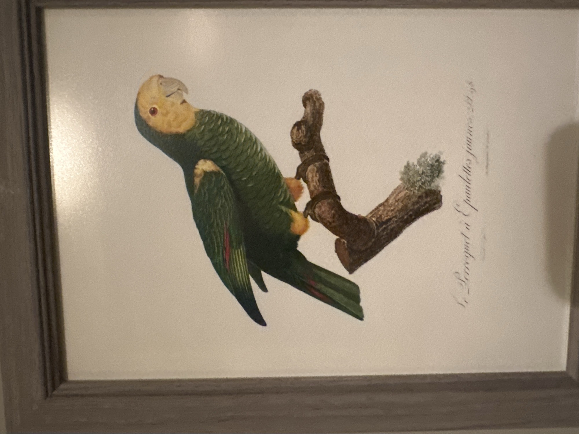 An unframed, framed artwork of a green parrot with a yellow head is displayed. The parrot is perched on a branch. The artwork has text below it, which is difficult to read. The artwork is indoors, possibly on a wall, and the lighting suggests ambient indoor lighting. The location within the city of Unknown, Unknown is not determinable from the image.