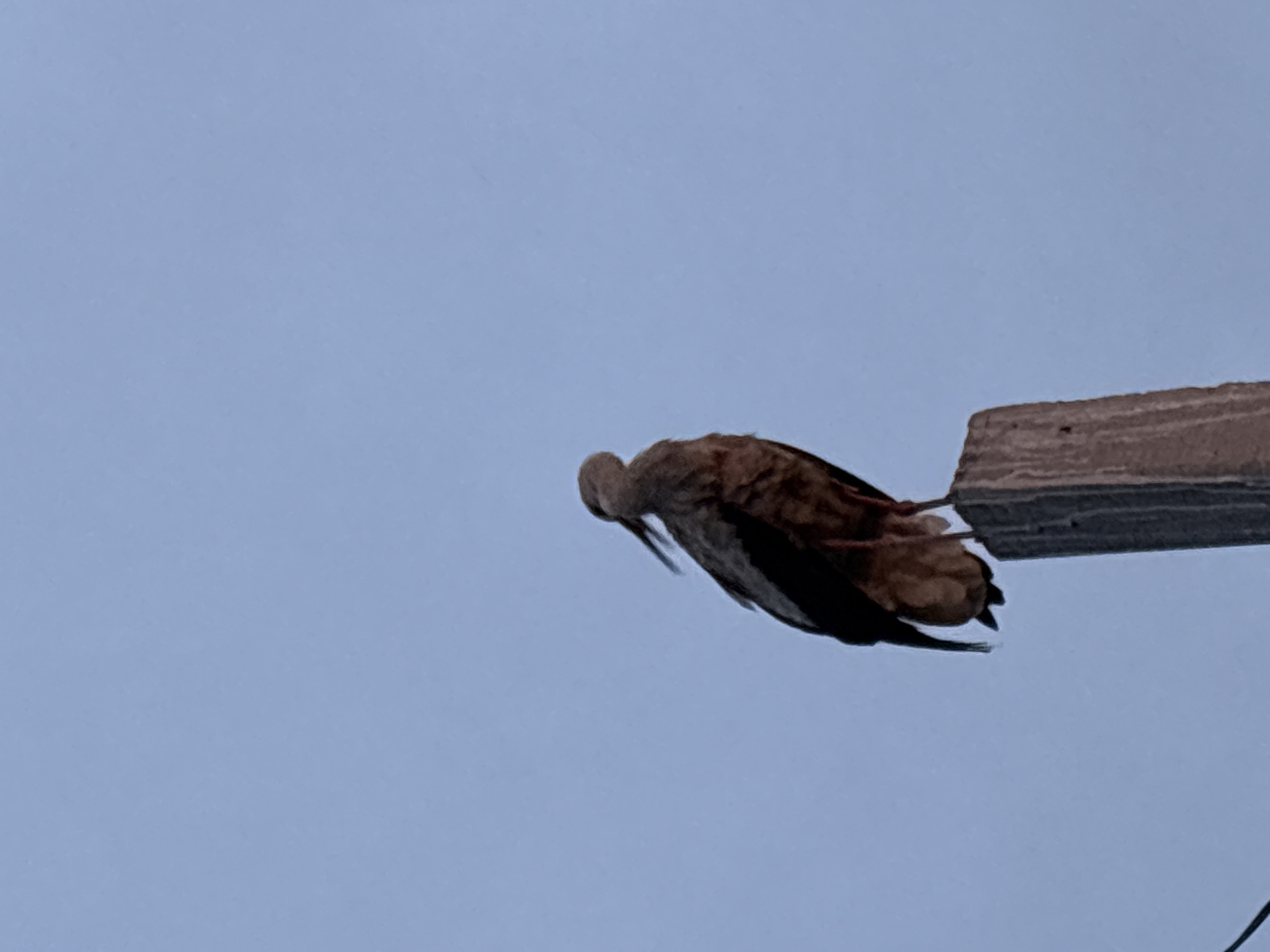 A solitary stork is perched on a wooden post against a clear, pale blue sky. The bird is facing to the right, with its head turned slightly back and its beak obscured by its neck feathers. Its body is a mix of dark and light brown plumage, with its wings folded against its sides. The wooden post is rough and weathered, with visible grain and texture. The background is a uniform expanse of sky, with no other objects or distinguishing features visible. The image is taken from a low angle, looking up at the stork and the post.
