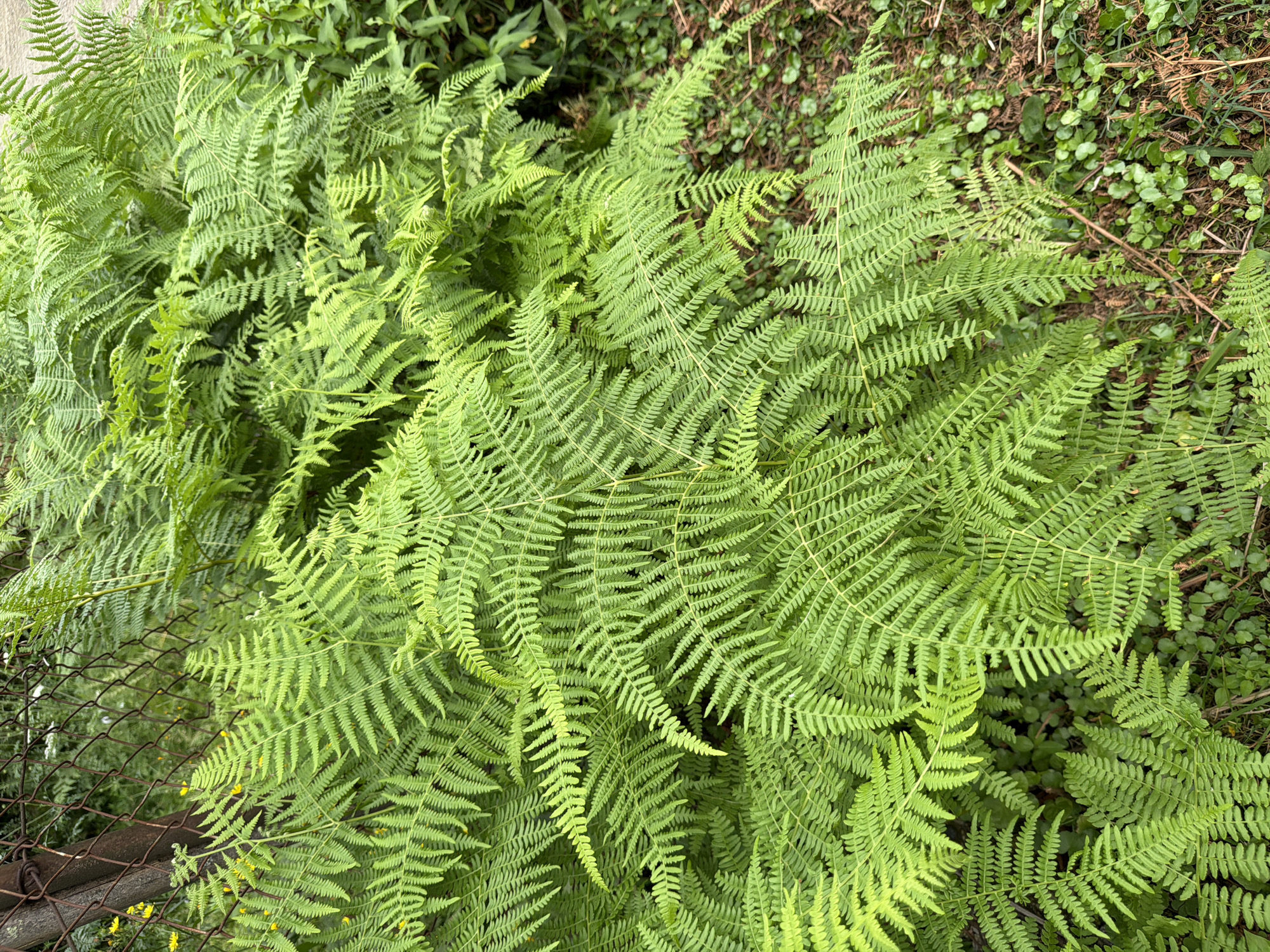 A close-up, eye-level, medium shot captures a dense cluster of vibrant green ferns growing in Kveda Sameba, Georgia. The ferns fill the frame, their fronds overlapping and creating a lush, textured canopy. Some of the ferns are in sharp focus, displaying intricate details of their serrated leaves, while others recede into a softer blur. In the upper left corner, a rusty chain-link fence is partially visible, its weathered posts and mesh contrasting with the fresh greenery. The ground beneath the ferns is a mosaic of dry leaves, brown twigs, and small, round green plants, indicating a natural, unmanicured outdoor setting. The lighting suggests an overcast day, with diffused light that highlights the rich green tones of the foliage. There are no people or animals in the frame.