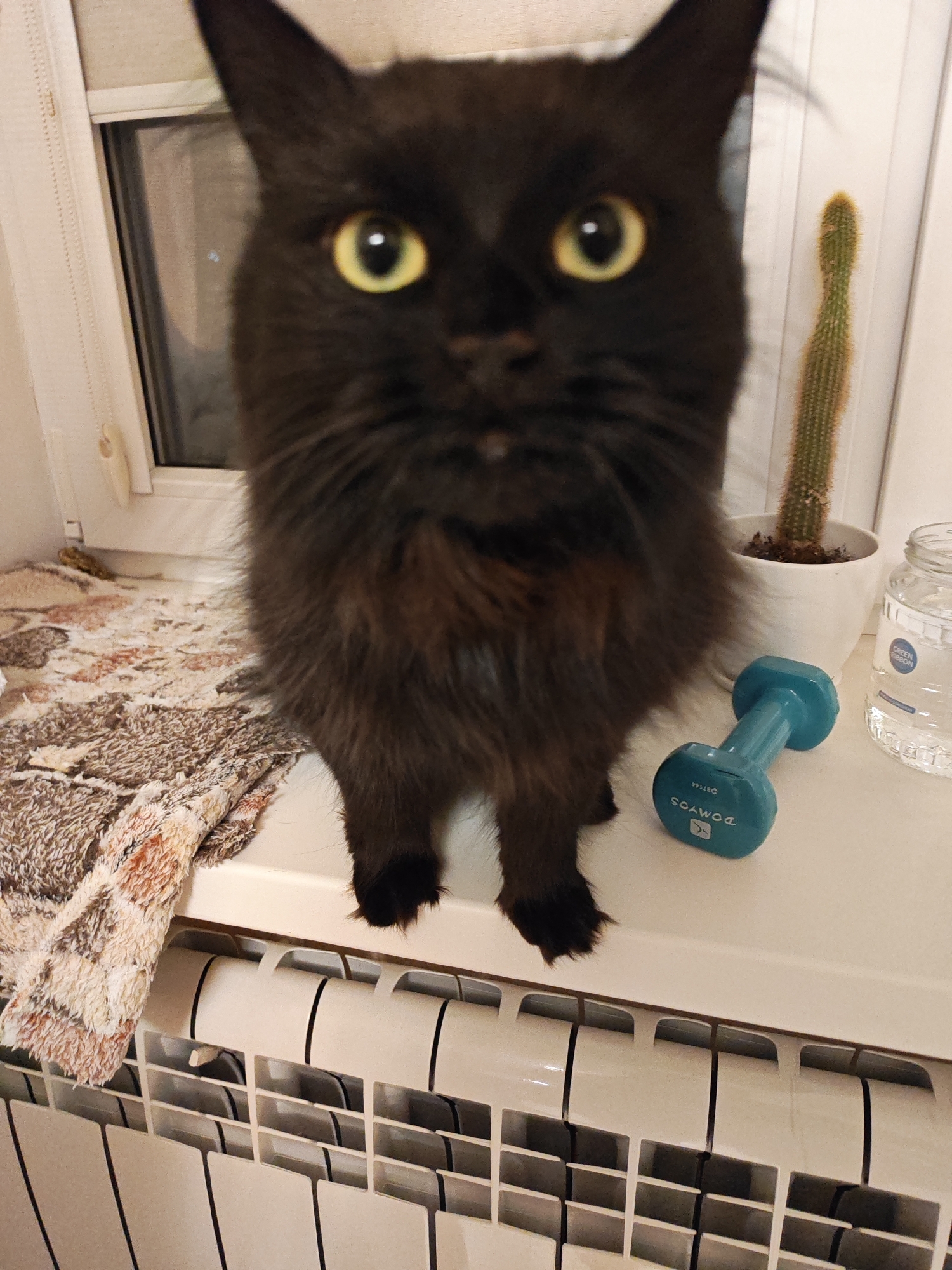 A black cat with yellow eyes is perched on a white windowsill. To the right of the cat, a thin cactus in a white pot stands, followed by a clear glass jar filled with water. In front of the cat, a turquoise dumbbell is lying on the windowsill. Below the windowsill, a white radiator is visible, with a patterned blanket draped over the left side of the windowsill. The image appears to be taken indoors, likely in a residential setting in Bataysk, Russia, given the context provided.