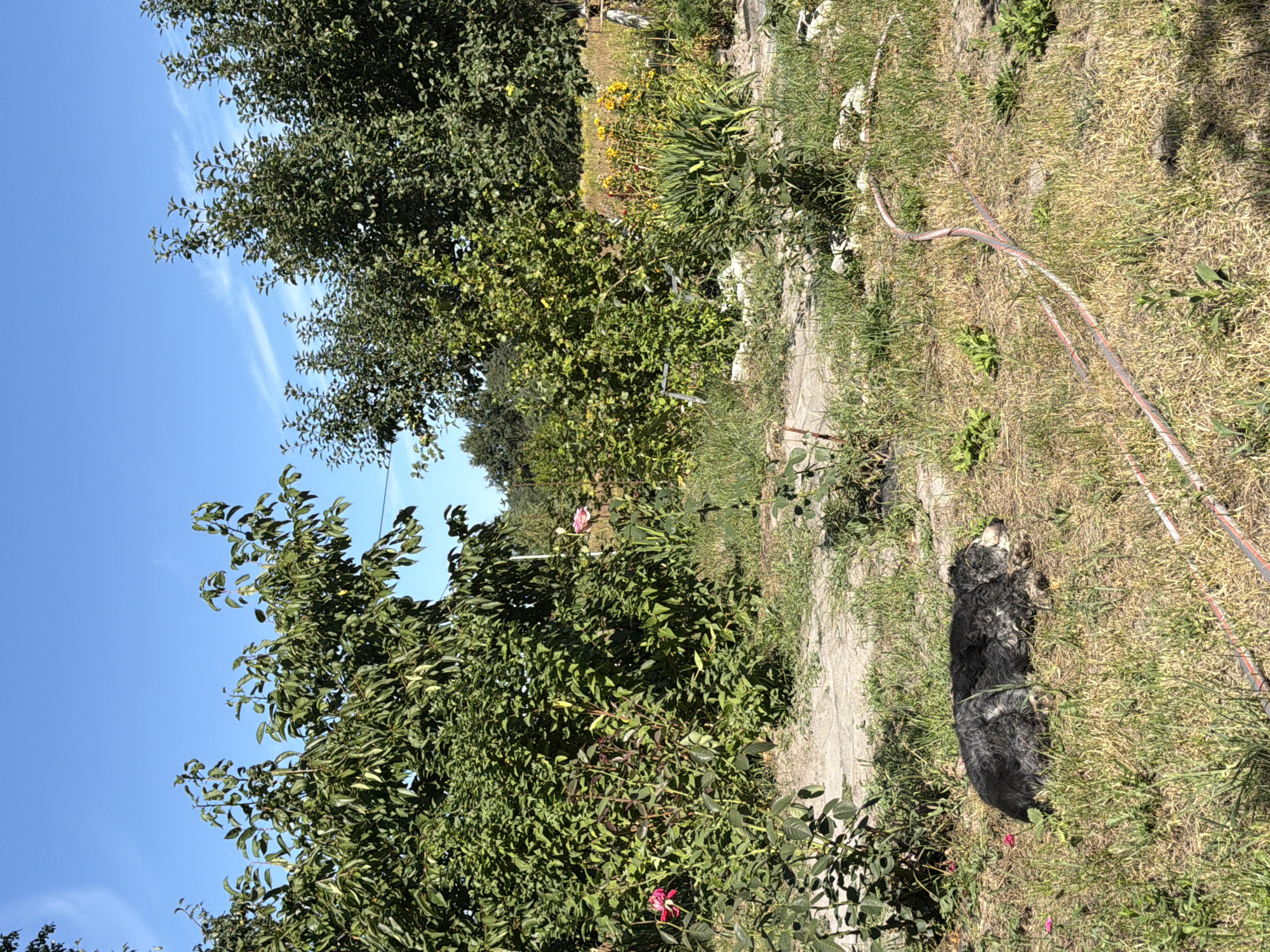 In an outdoor scene in Mali Kosharyshcha, Ukraine, a medium-sized, dark-colored dog with matted fur is resting on dry, grassy ground. The dog appears to be asleep or very relaxed, lying on its side with its head tucked. The surrounding environment is a garden or yard, with lush green trees and bushes dominating the background. There are patches of dry grass and a pathway or cleared area in the mid-ground. A pink rose is visible on a bush to the left, and yellow flowers are present further in the background. A reddish-pink garden hose snakes across the ground in the foreground. The sky is a clear, bright blue.