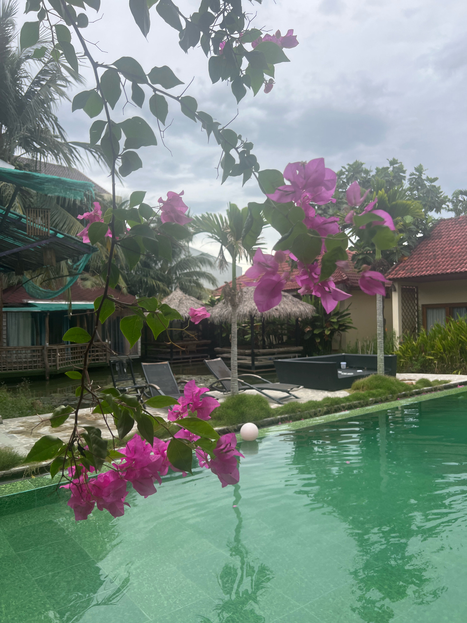 In Hoi An, Vietnam, a tranquil resort scene unfolds with vibrant bougainvillea flowers in the foreground, their pink blossoms cascading over the edge of a lush green swimming pool. The pool water is clear and reflective, mirroring the overcast sky and surrounding tropical foliage. Beyond the pool, a manicured lawn separates the water from a seating area featuring modern dark grey outdoor furniture. Two lounge chairs are visible, hinting at relaxation. In the middle ground, traditional thatched-roof bungalows and wooden structures are nestled amongst palm trees, suggesting a relaxed, tropical accommodation. A green netting structure is draped over one of the buildings, possibly for shade or decoration. The overall atmosphere is peaceful and idyllic, capturing the essence of a tropical getaway.