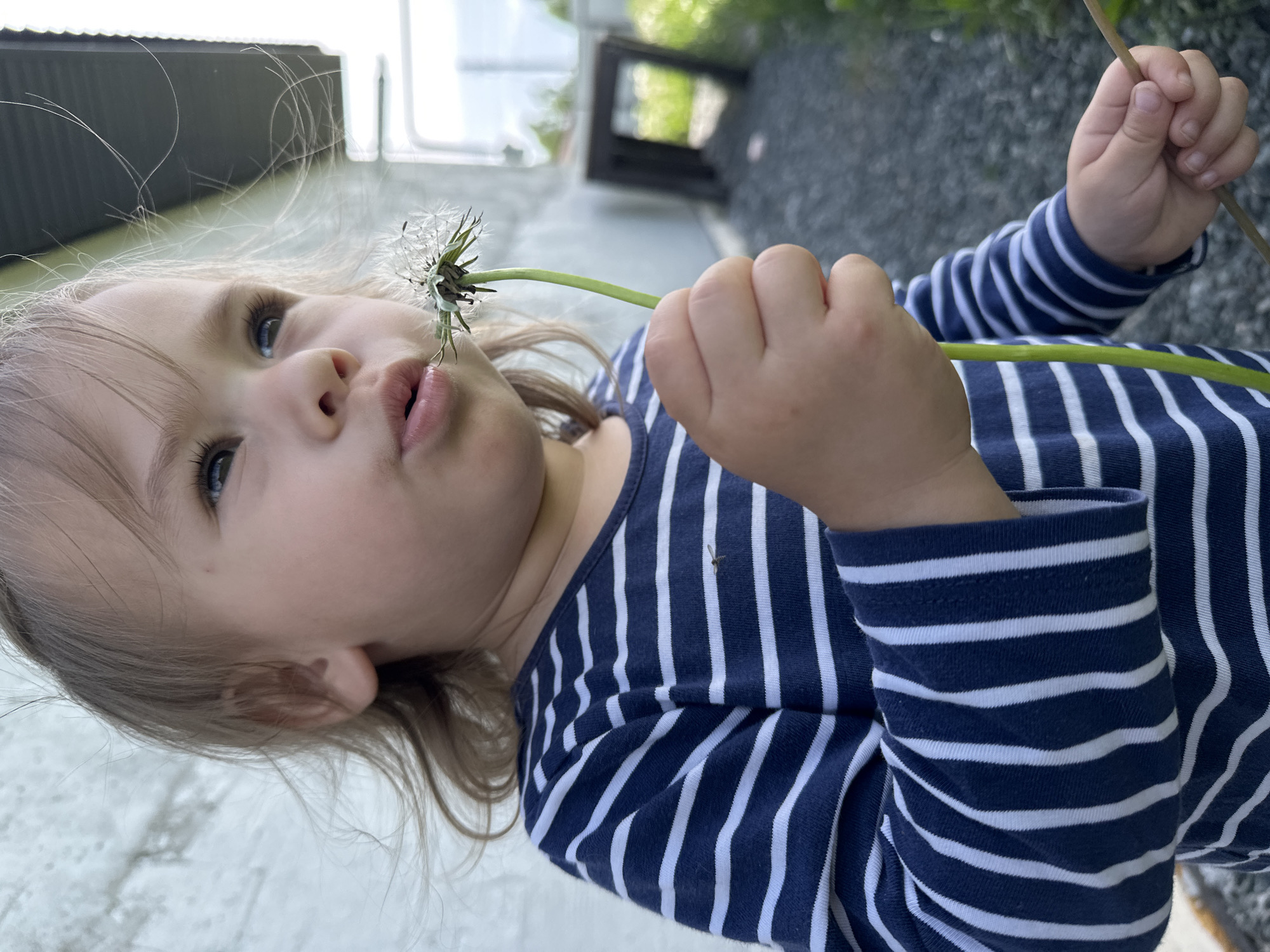 A young child with light hair, wearing a blue and white striped long-sleeved shirt, holds a dandelion. The child is facing toward the dandelion with the face angled slightly upward, with the mouth in a position as if blowing. The child's hands hold the stem of the dandelion. The background shows a blurry outdoor setting of concrete and what appears to be a building. The location is unknown.