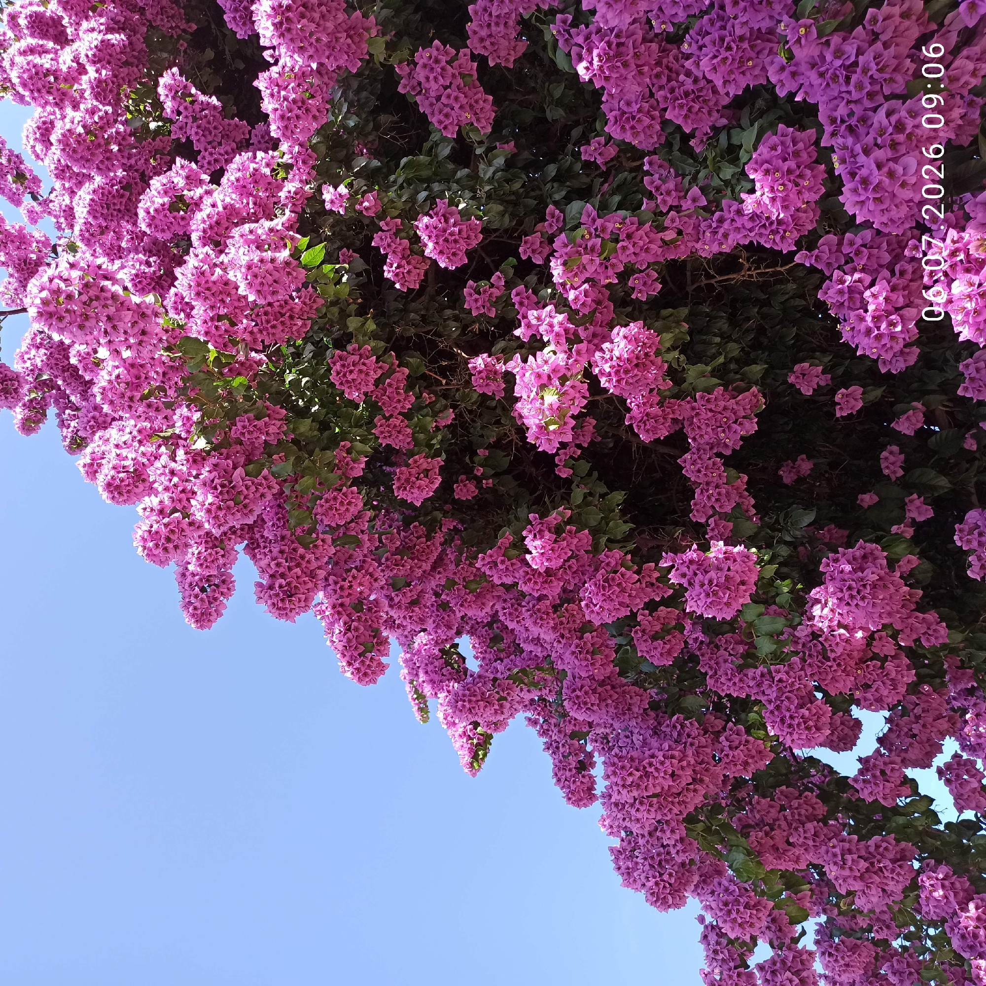 A low-angle, medium shot captures a vibrant bougainvillea plant in full bloom against a clear blue sky. The bougainvillea is a cascade of bright magenta bracts and small, inconspicuous white flowers, forming dense clusters that dominate the frame. Green leaves are interspersed throughout the blossoms, providing a dark contrast. The plant appears to be growing on a wall or structure, as suggested by the density and upward growth. A date and time stamp, "06.07.2026 09:06", is visible in the lower right corner of the image. This image was taken in Ruvo di Puglia, Italy.