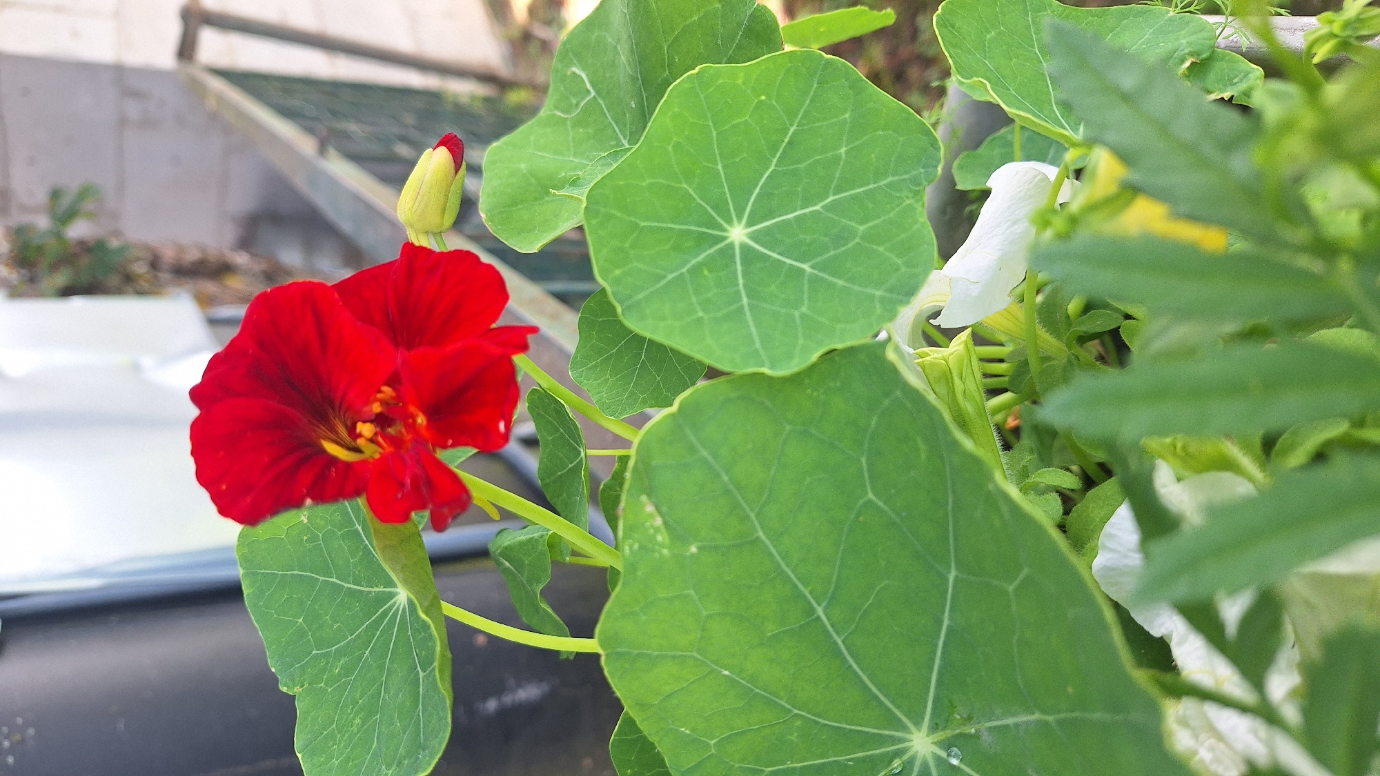 The image shows a close-up of a red nasturtium flower and its large, circular green leaves. A yellow nasturtium bud is also visible. The flower and leaves are in focus, with a blurred background of a gray fence and some greenery. The location is described as Unknown, Latvia.