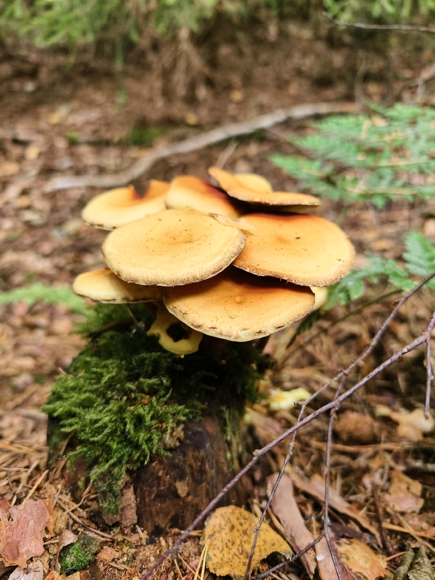 In Linköping, Sweden, a cluster of honey mushrooms (Armillaria) grows on a moss-covered tree stump in a forest setting. The mushrooms have light brown to yellowish caps, some with darker red-brown centers, and appear to be layered on top of each other. The stump is covered in vibrant green moss. The surrounding forest floor is composed of brown pine needles, fallen leaves, and twigs, with some green undergrowth visible in the background. The lighting suggests it is daytime, with soft, diffused light. There are no people or animals visible in the scene. The image is a close-up shot, focusing on the mushrooms and the stump.
