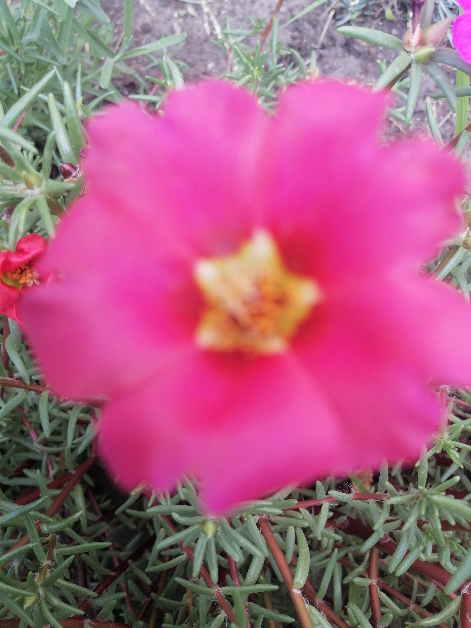 This is a close-up, slightly out-of-focus photograph of a vibrant pink flower, likely a moss rose (Portulaca grandiflora), with its yellow-centered stamen visible. The flower is positioned prominently in the foreground, with its petals unfurling. Surrounding the flower are numerous thin, green, succulent leaves and reddish stems, characteristic of the ground-covering plant. In the background, blurred earthy ground is visible. The image appears to be taken outdoors, likely in a garden or park setting. Given the context of Kremenchuk, Ukraine, this scene could be observed in a local park, a residential garden, or a flowerbed along a street in the city. There are no people or animals present in the image.