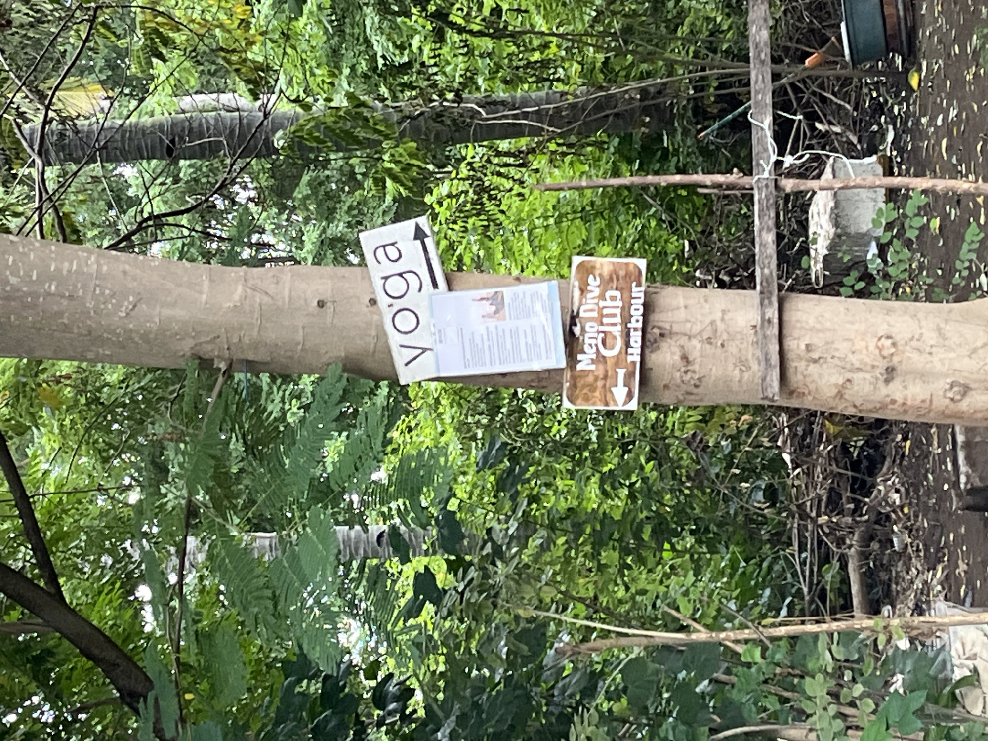 The image displays a vertical tree trunk, possibly a palm tree, covered in textured bark, set against a backdrop of lush green foliage. The scene suggests a natural, tropical environment, likely outdoors during daylight hours.
Attached to the tree trunk are several signs and a document, indicating directions and local services. On the left, a white rectangular sign has the word "yoga" written vertically, accompanied by an upward-pointing arrow. Below this, a white flyer or document with printed text and small images is visible, though its content is not legible. To the right of the document, a brown rectangular sign features white text that reads "Meno Dive Club Harbour," with a downward-pointing arrow.
To the far right, a rough wooden pole or fence post is secured to the main tree trunk with wire or string. In the background, more green leaves and branches fill the frame, with glimpses of other tree trunks. On the far right, partially obscured, are what appear to be man-made objects, possibly a concrete block and a green container, suggesting some infrastructure or discarded items in the surrounding area.
The signs for "yoga" and "Meno Dive Club Harbour" indicate that the location is likely a tourist or recreational area, possibly an island or coastal region, where such activities are offered to visitors. The term "Meno" suggests a potential link to Gili Meno, an Indonesian island known for diving. No people or direct activities are visible, making the overall atmosphere informational and serene.