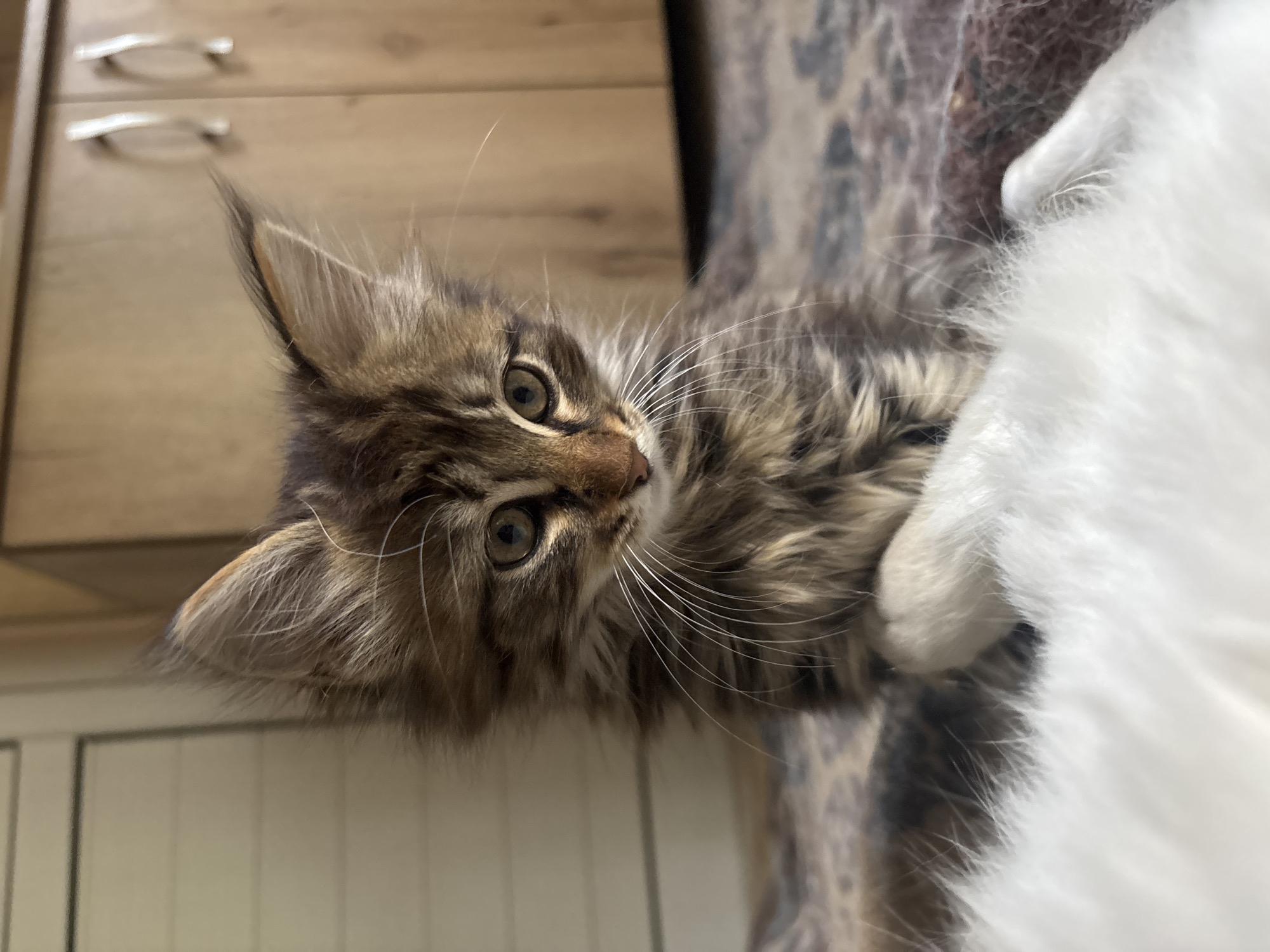 A close-up shot depicts a tabby kitten with white whiskers, partially obscured by a white object. The kitten is positioned near a cabinet with chrome handles and a patterned surface, possibly a sofa or rug. The location, Asenovgrad, Bulgaria, is not discernible from the visual information provided.