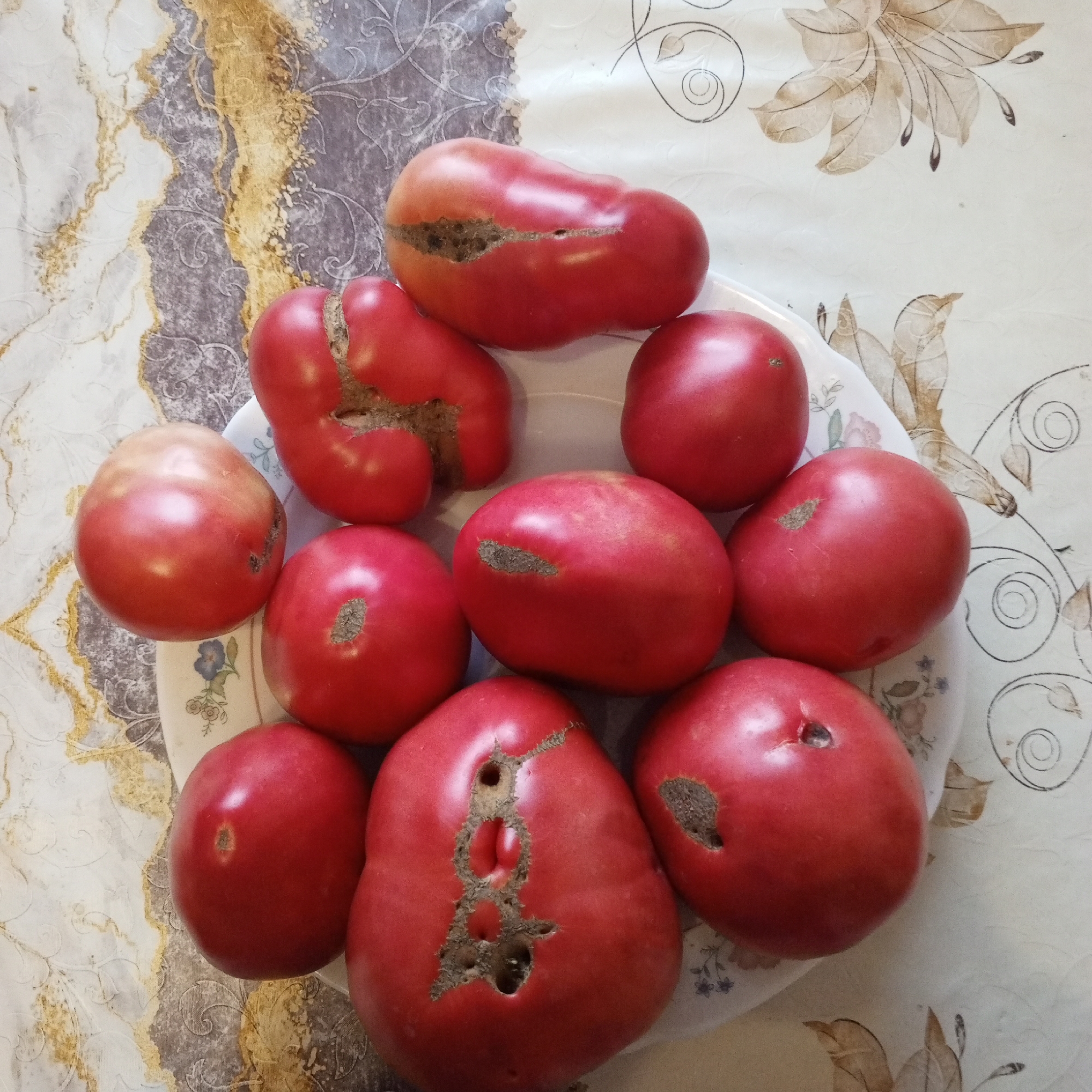 In Sayanogorsk, Russia, a still-life composition of approximately eleven red tomatoes is arranged on a plate, which is placed on a tablecloth with a floral pattern. The tomatoes vary in shape and size; some are uniformly round, while others are irregularly shaped and appear to be heirloom varieties. Several tomatoes exhibit blemishes, including dark, rough patches and small holes, suggesting insect damage or disease. The lighting is natural, casting soft shadows on the tomatoes and the surrounding tablecloth. The background is composed of a tablecloth with a light background and brown and grey floral patterns.