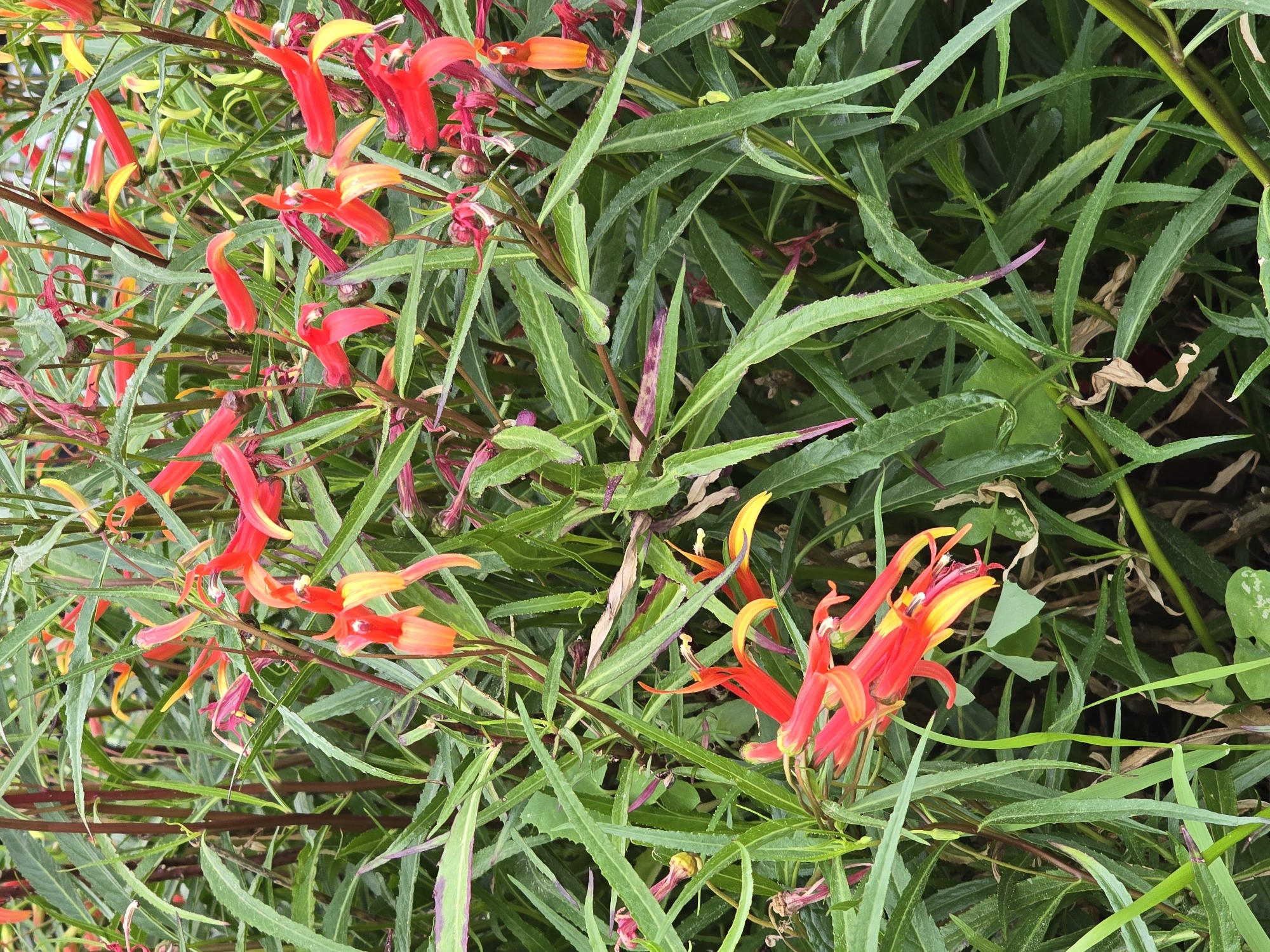 The image shows a close-up view of a plant with bright red and yellow flowers and green, blade-like leaves. The plant seems to be thriving, with many flowers in bloom and lush foliage. The location, Cornellà de Llobregat, Spain, is included as contextual information, not explicitly visible within the image.