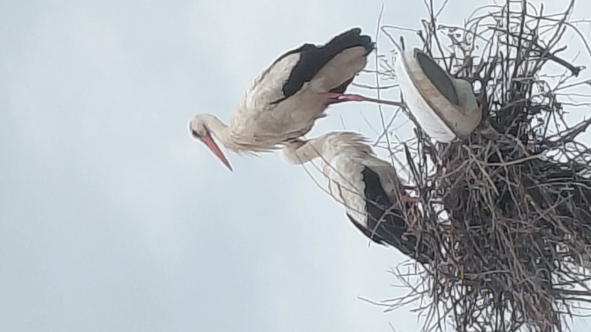 This close-up, low-angle photograph captures three white storks (Ciconia ciconia) in their large, intricate nest, set against a bright, overcast sky. The nest, constructed from a dense collection of twigs and branches, occupies the right side of the frame.
Two storks are clearly visible towards the left and center. The stork on the left is prominent, displaying its white body plumage, black primary and secondary flight feathers, and characteristic long, pointed red beak and legs. It is leaning forward and downward, seemingly interacting with or attending to a second stork positioned slightly below and to its right. This second stork is partially obscured but also shows white and black feathers. A third stork is partially visible on the far right, mostly blending with the nest material, with only a portion of its white body and a leg discernible.
The overall scene suggests a moment of interaction or care within the nest, potentially involving feeding or preening. The soft, diffuse light from the overcast sky indicates daytime. The perspective from below highlights the size and elevated position of the nest. There is no visible text in the image.