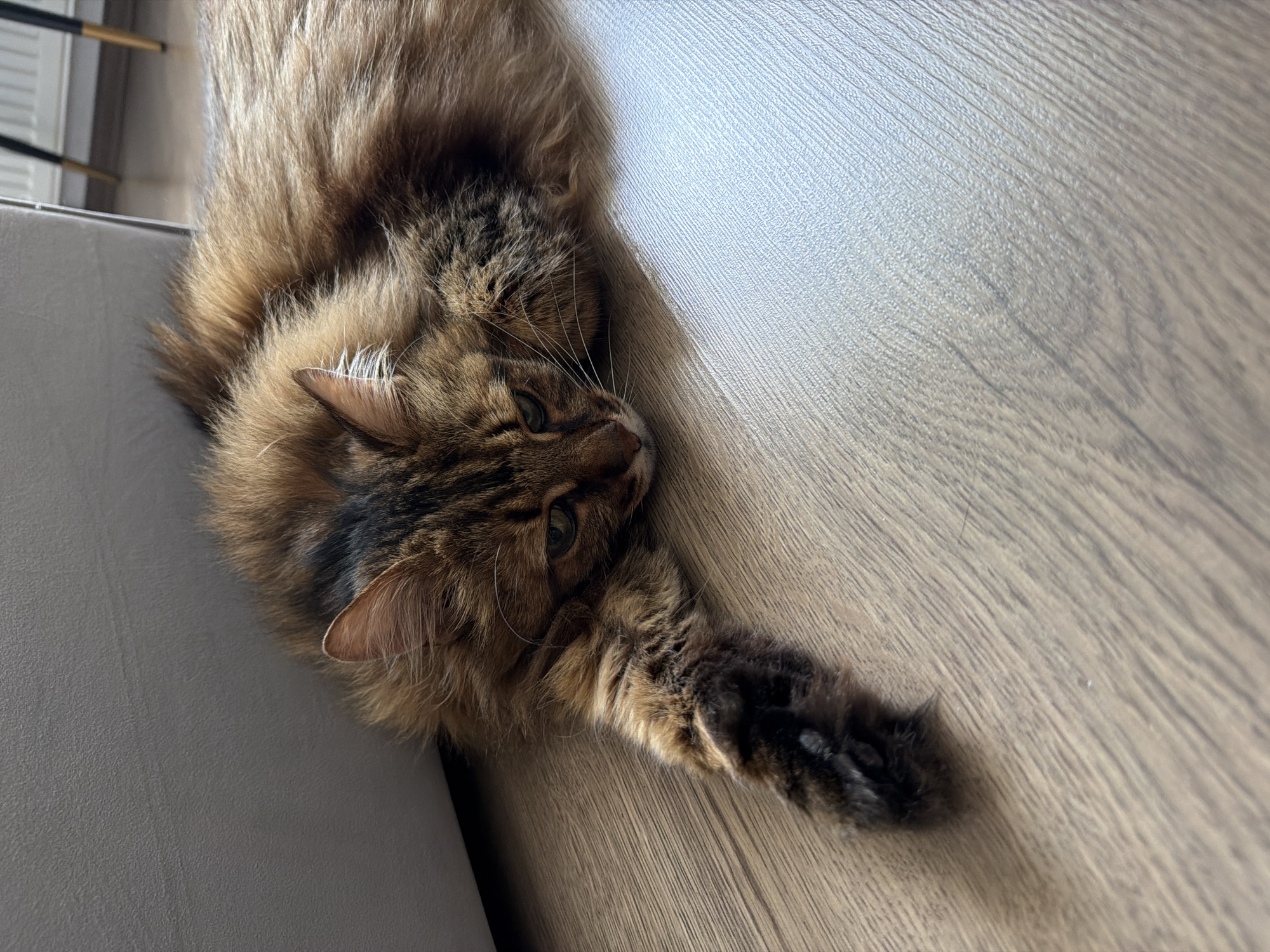 A long-haired tabby cat is lying on a wooden floor, near a light-colored sofa. The cat is looking downwards, with its head resting on the floor. Its left paw is extended in front of it. The floorboards are light brown with a wood grain pattern. In the background, the legs of two black and gold chairs and a radiator are visible. The scene appears to be indoors in a residential setting. There is no indication of the specific location within Kyiv, Ukraine.