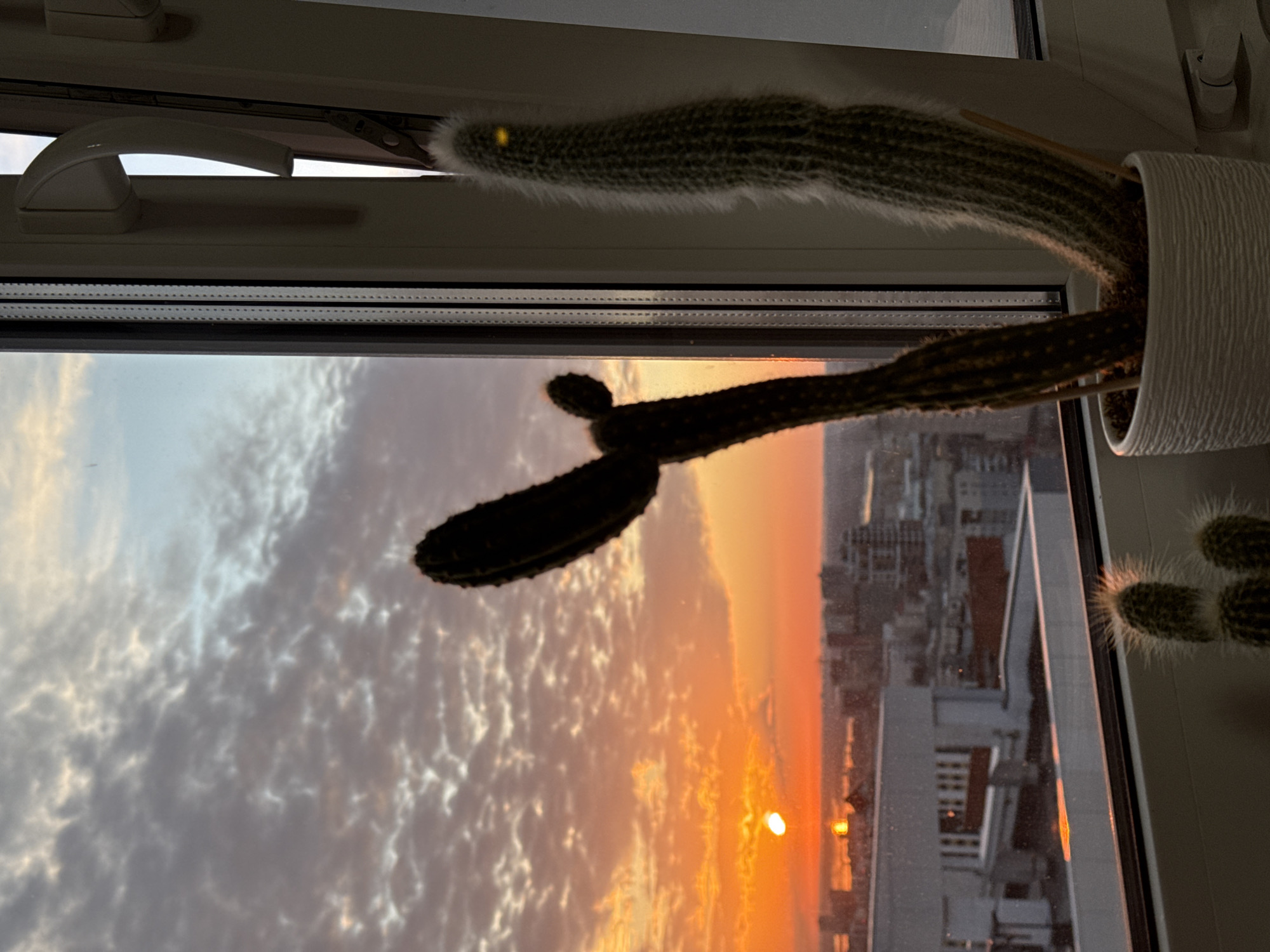 The image depicts a window view at sunset in Perm, Russia. A cactus plant in a white textured pot sits on the windowsill. The cactus has two distinct segments and fuzzy white hairs. The sunset casts an orange and golden light onto the cityscape visible through the window, with reflections on the buildings. Clouds are seen in the sky. The window frame is white with a handle.