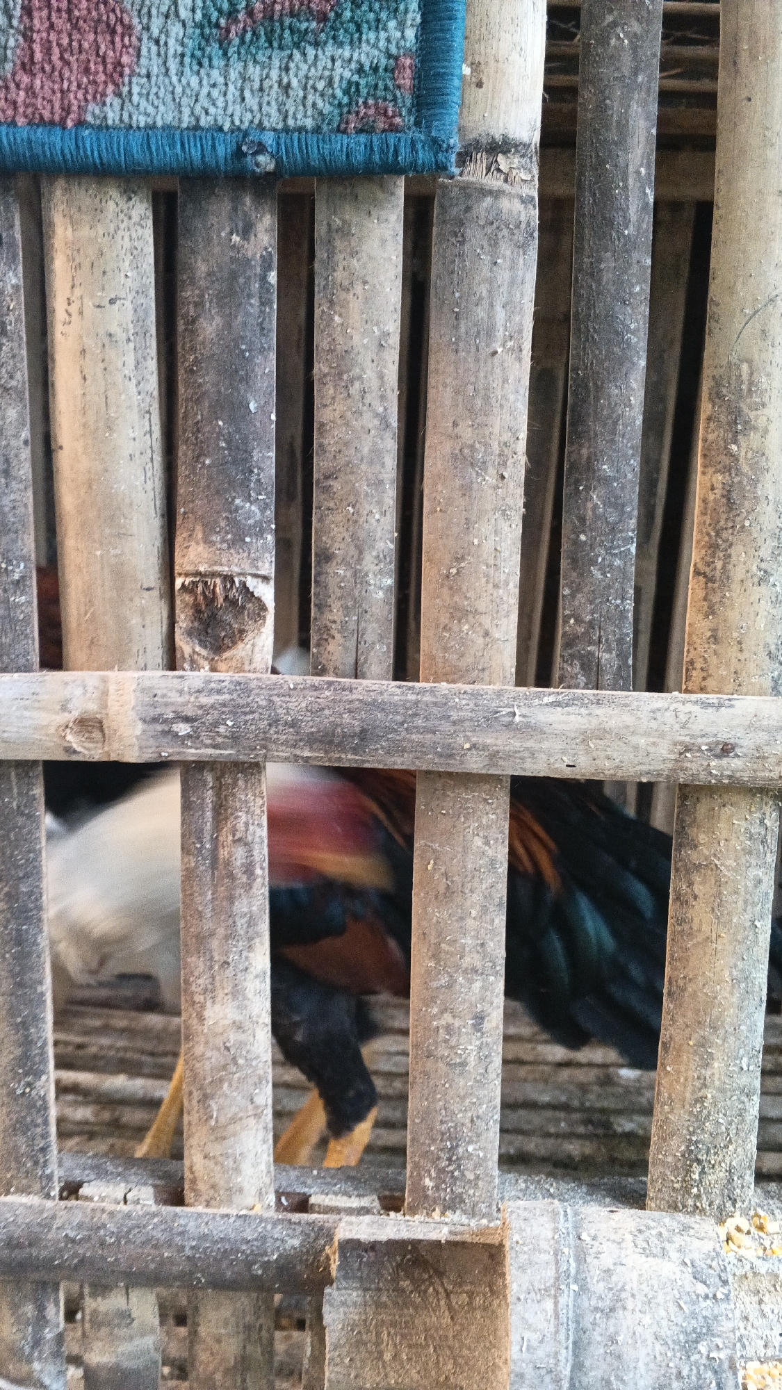 The image shows a rooster behind a bamboo enclosure. The rooster has black, green, and red feathers. The enclosure is made of vertical bamboo poles and horizontal bamboo slats. A piece of carpet with a blue border and a pink and green pattern is visible at the top of the enclosure. The scene appears to be outdoors, possibly in a rural area.