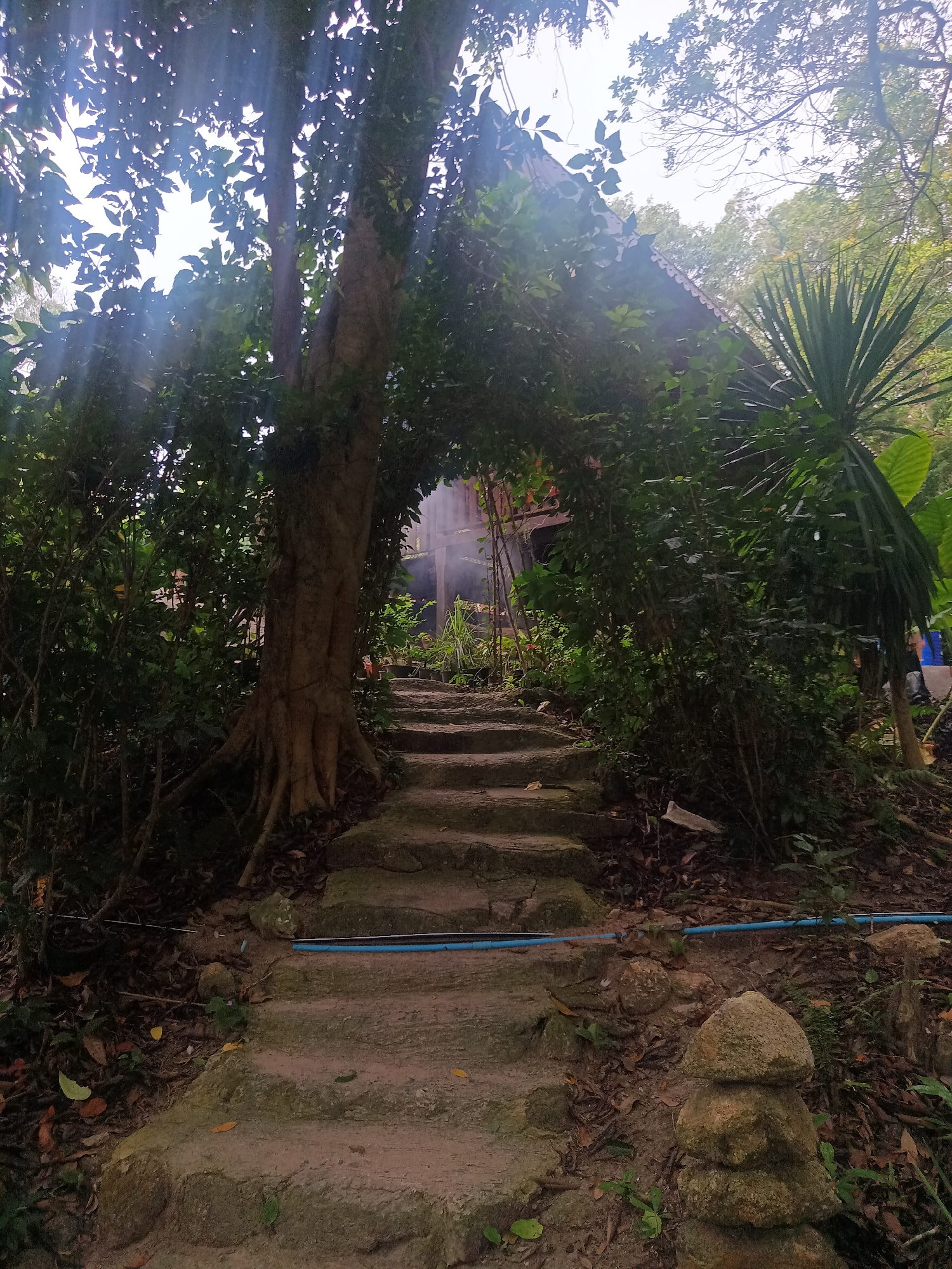 The image depicts a stone staircase leading upwards towards a structure obscured by dense foliage. The location is Baan Thong Nang, Thailand. The stairs are made of irregular stone slabs, appearing worn and moss-covered. Vegetation arches over the staircase, creating a tunnel-like effect. To the right of the staircase, a stack of stones is visible. A blue pipe runs alongside the stairs. Through the vegetation, a glimpse of a building is visible, with smoke emanating from it. The lighting suggests an overcast or partially shaded environment.