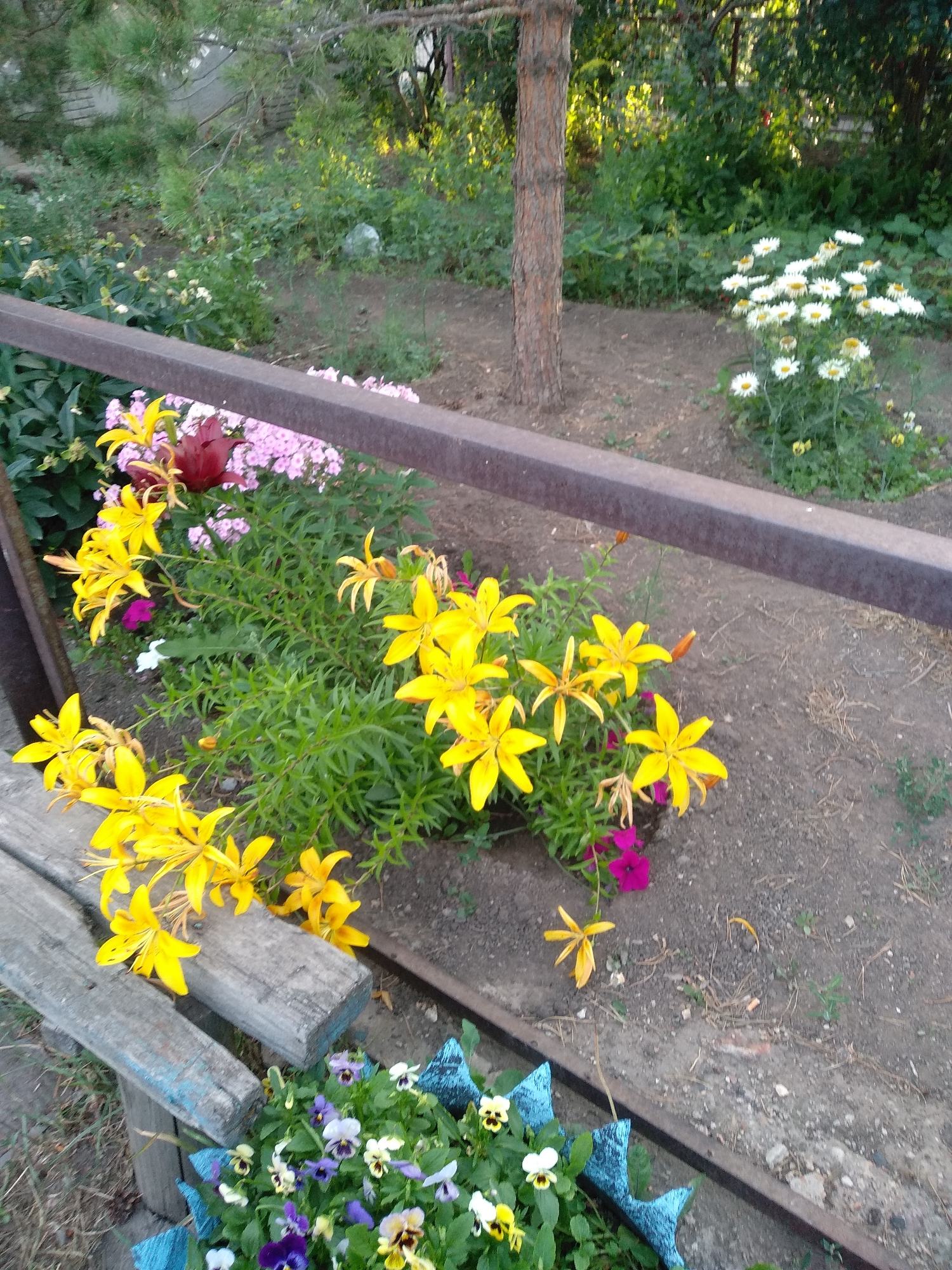 A low-angle shot captures a garden scene in Osakarovka, Kazakhstan. In the foreground, a weathered wooden bench is positioned next to a flowerbed. Yellow lilies are in full bloom, with some petals resting on the bench. Behind the lilies, pink phlox flowers create a soft backdrop. A dark red lily bud adds a touch of contrast. In the mid-ground, a metal railing runs horizontally across the image, separating the flowerbeds from a pine tree and a patch of white daisies. The ground is composed of loose soil and dry leaves. In the background, dense green foliage and trees create a natural border. The lighting suggests it is either early morning or late afternoon, with sunlight casting shadows and highlighting the vibrant colors of the flowers. There are no people or animals visible in the image.
