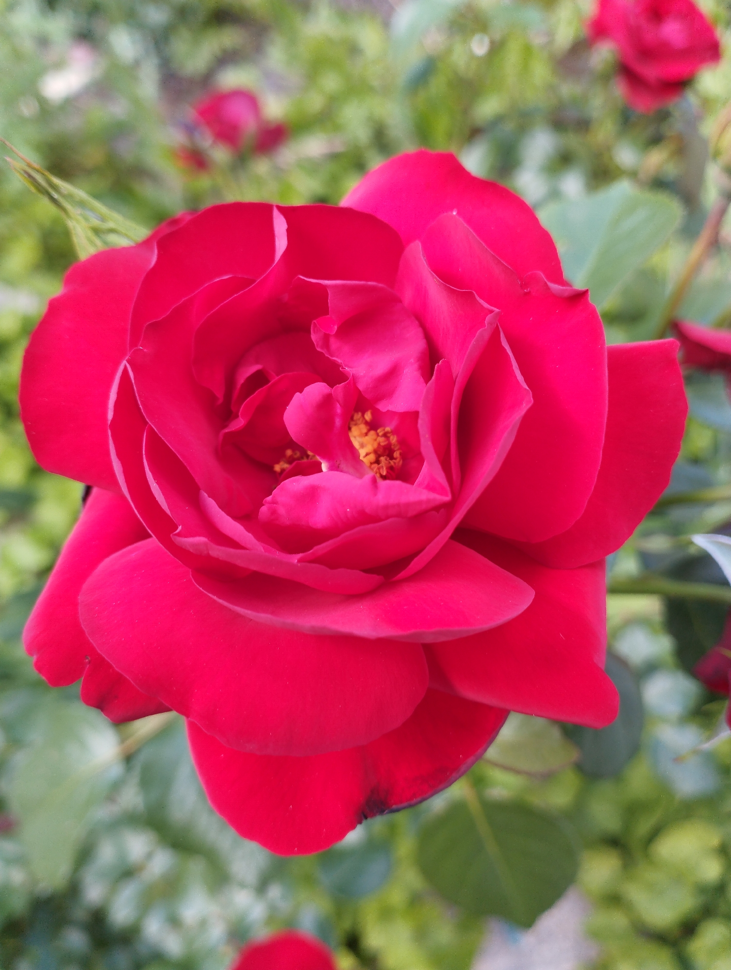 A close-up, high-angle shot captures a vibrant red rose in bloom. The rose is the primary subject, filling most of the frame. Its petals are velvety and unfurled, revealing a cluster of yellow stamens at its center. The background is softly blurred, showing hints of green foliage and other red flowers, suggesting a garden or park setting. The lighting is natural, illuminating the rose and highlighting its rich color. The overall impression is one of natural beauty and floral splendor. The scene appears to be outdoors, likely in a garden or park, given the presence of foliage and other flowers. There are no people or specific landmarks visible to indicate a precise location within a city.